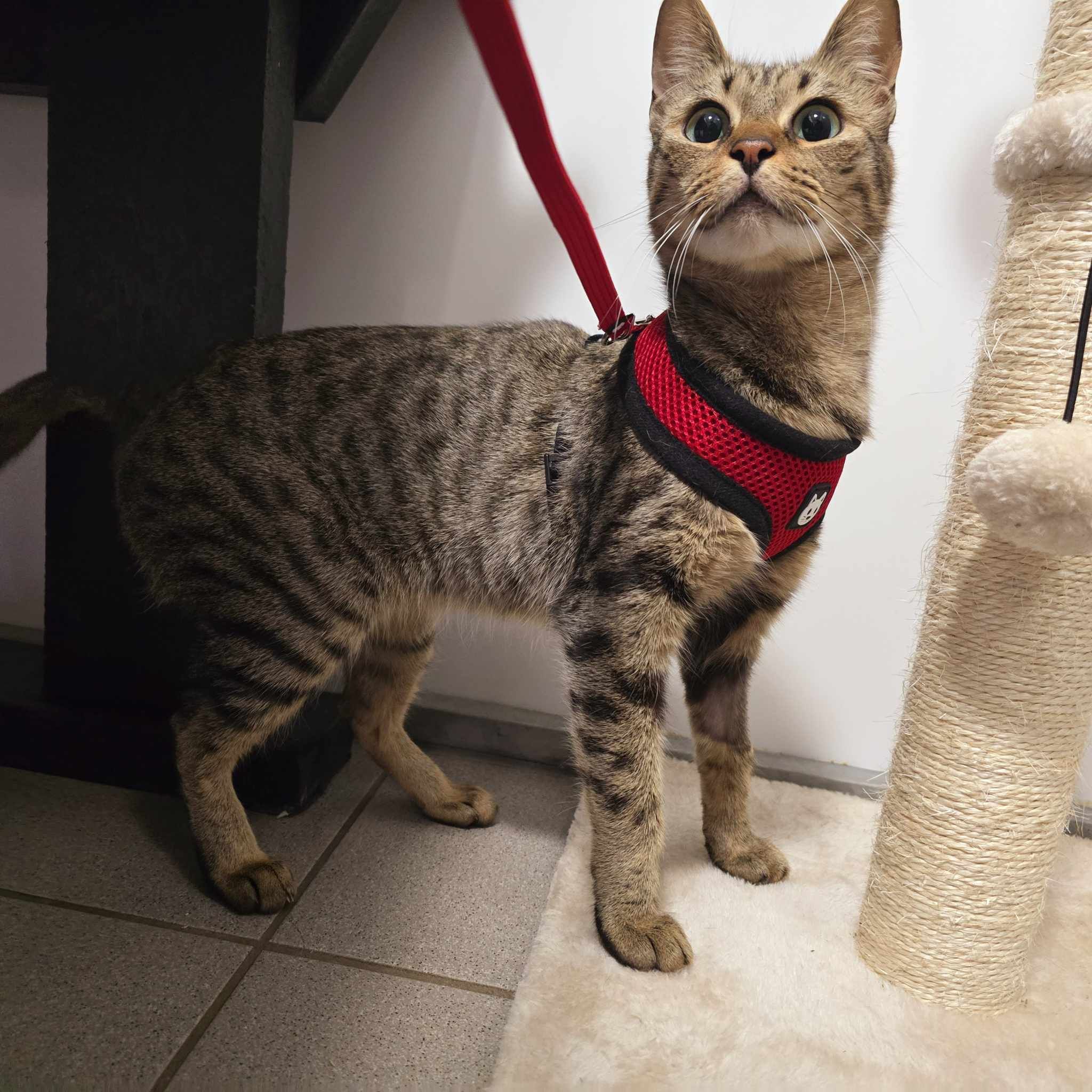 Amber-2 Year Old Female – RESERVED