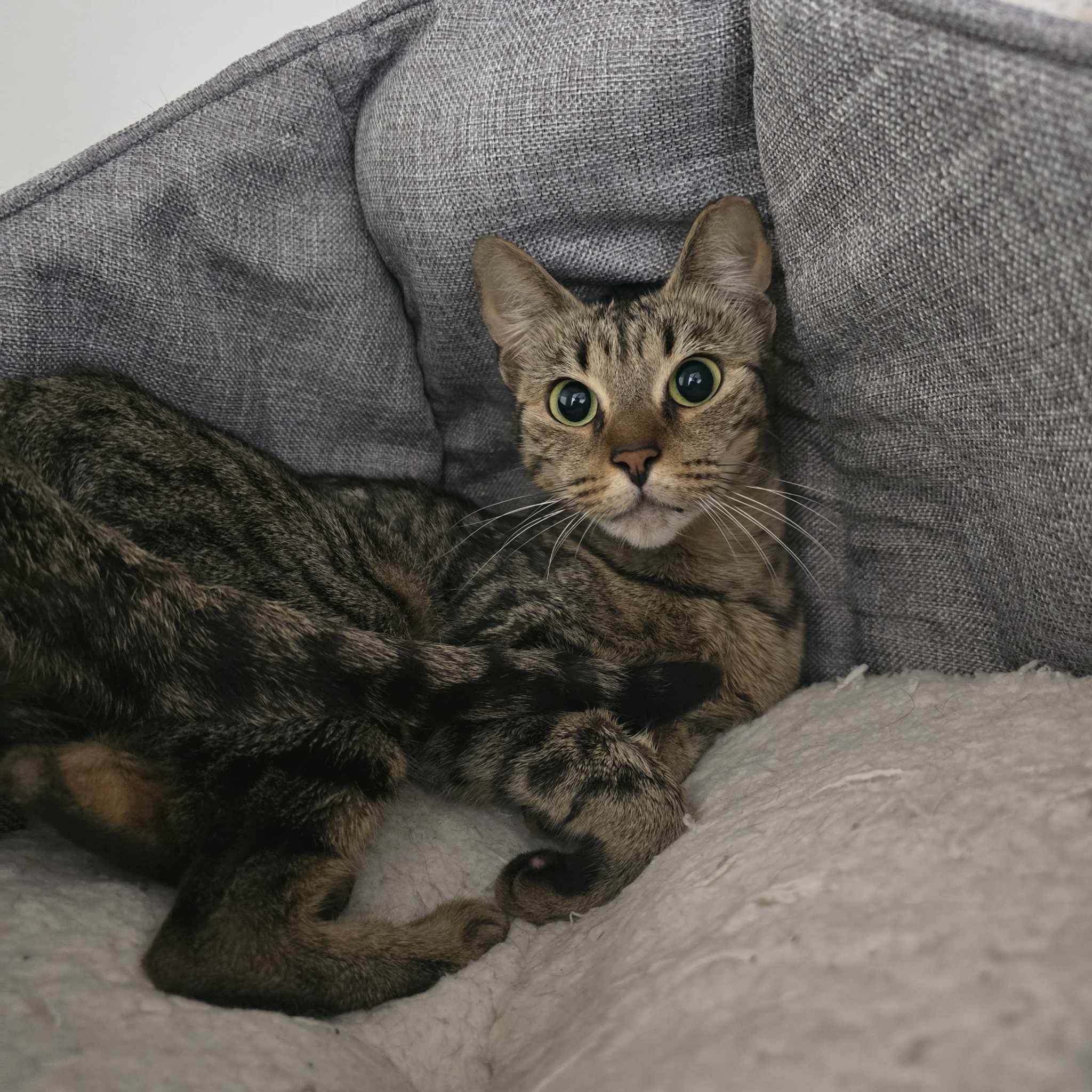 Amber-2 Year Old Female – RESERVED