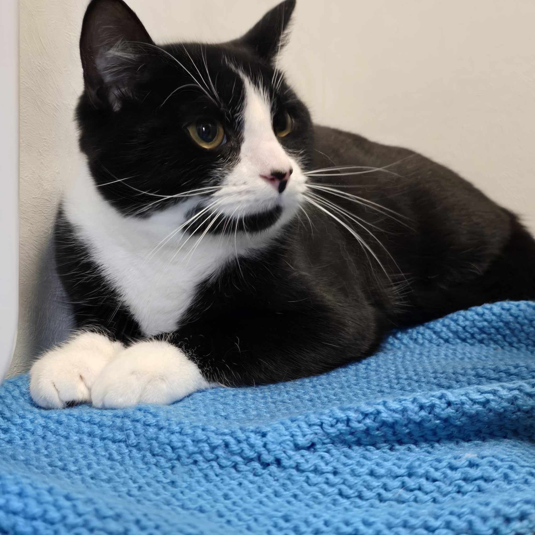 Bob-1 Year Old Male – RESERVED