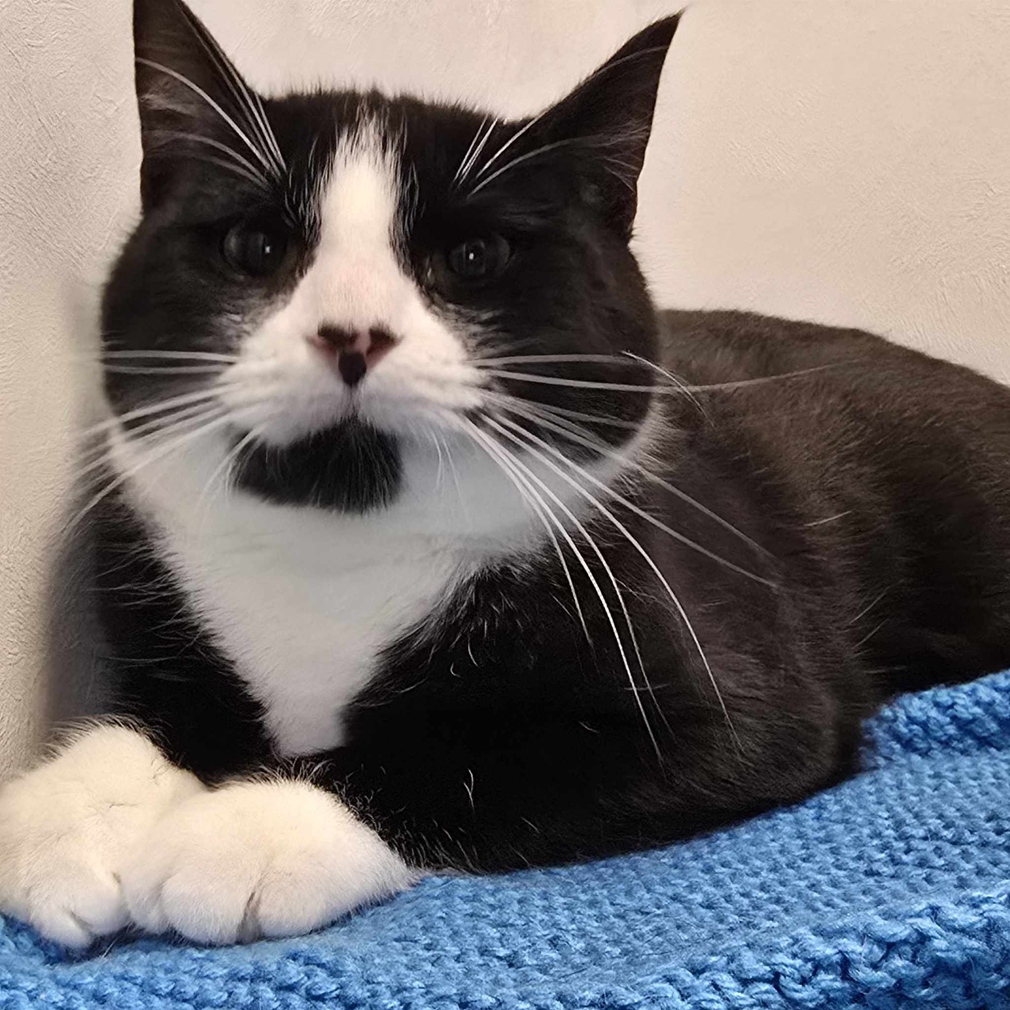 Bob-1 Year Old Male – RESERVED
