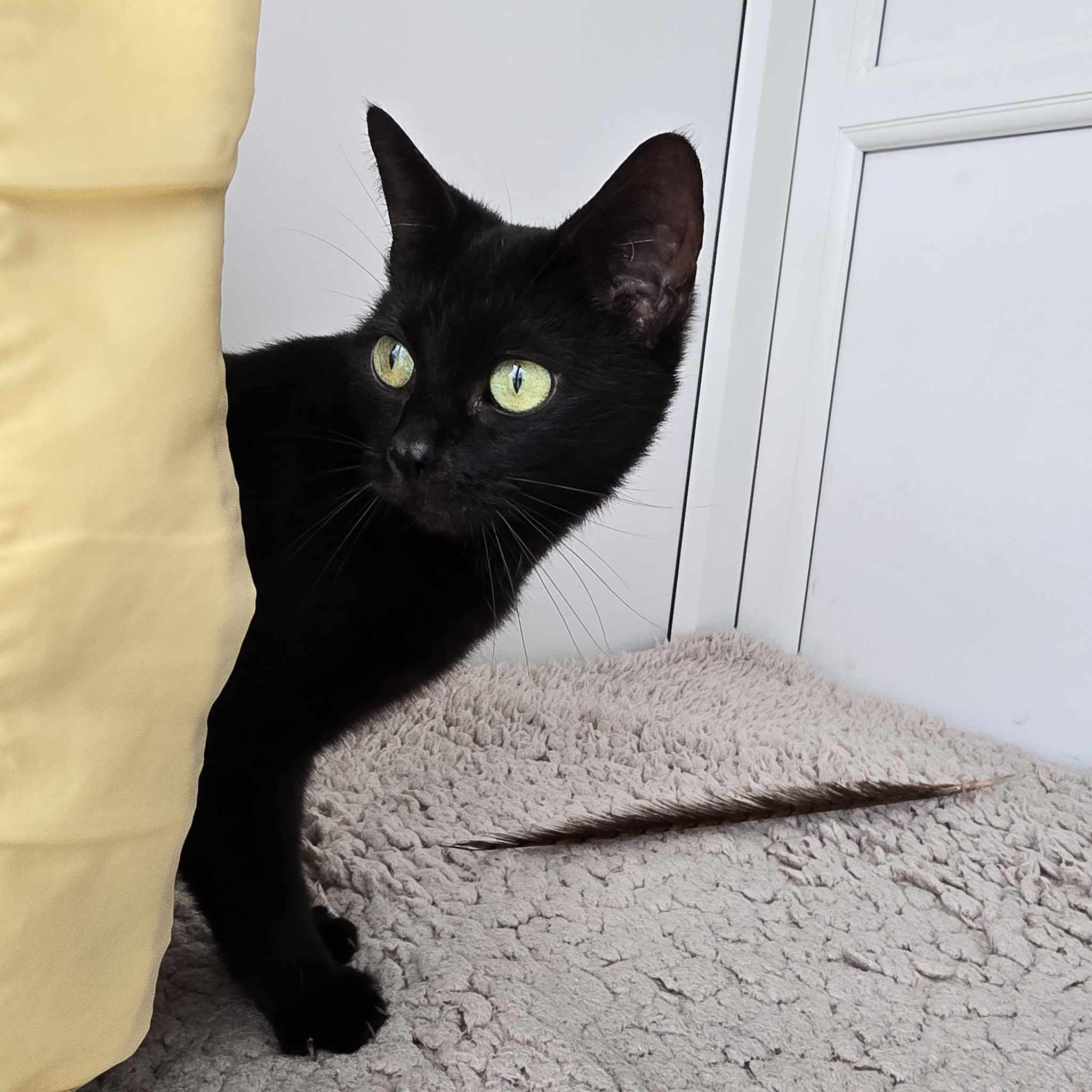Butternut- 3 Year Old Female