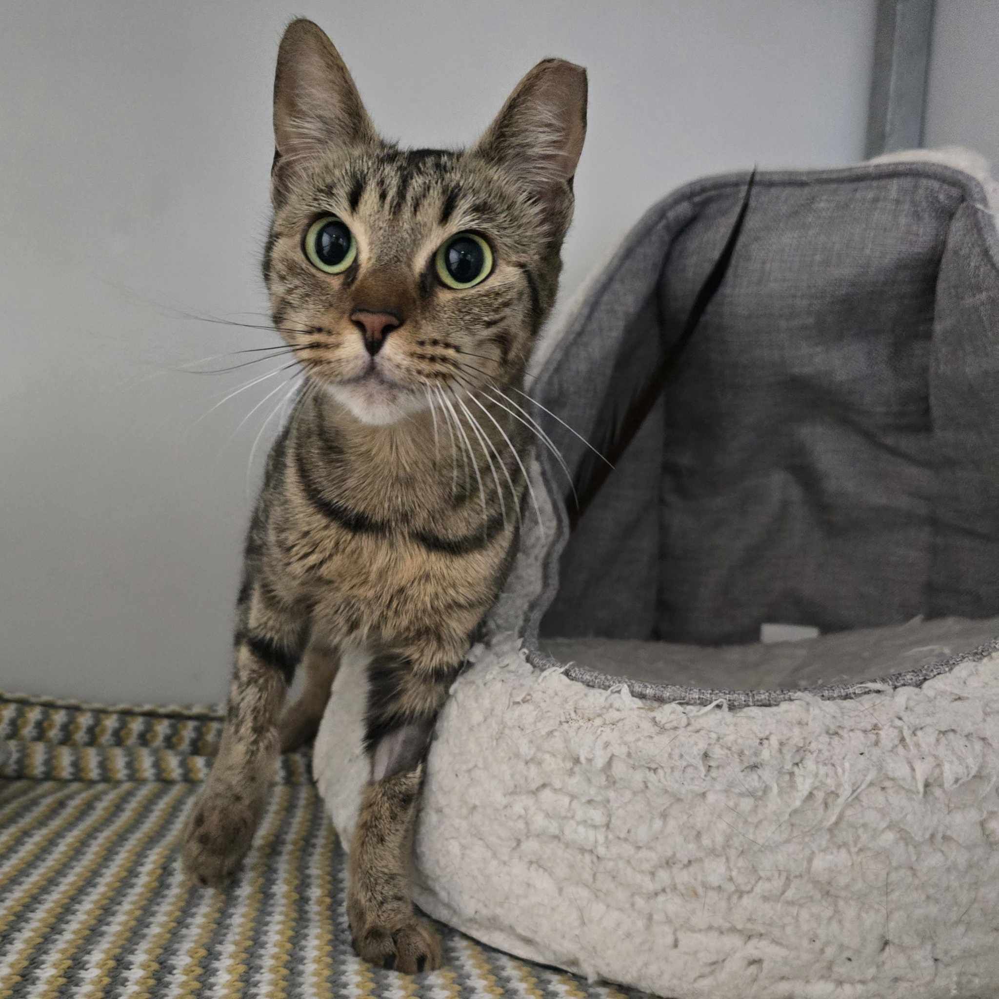 Amber-2 Year Old Female – RESERVED