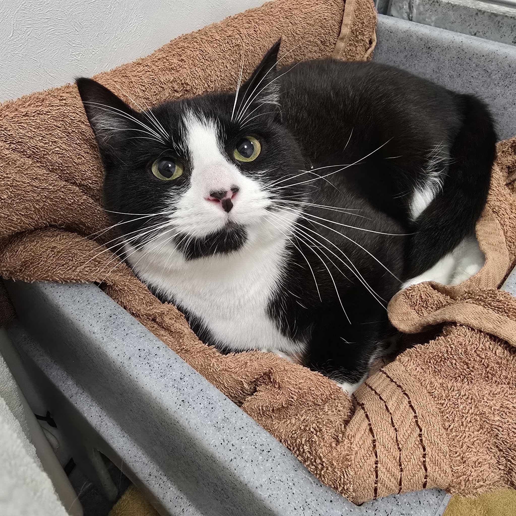 Bob-1 Year Old Male – RESERVED