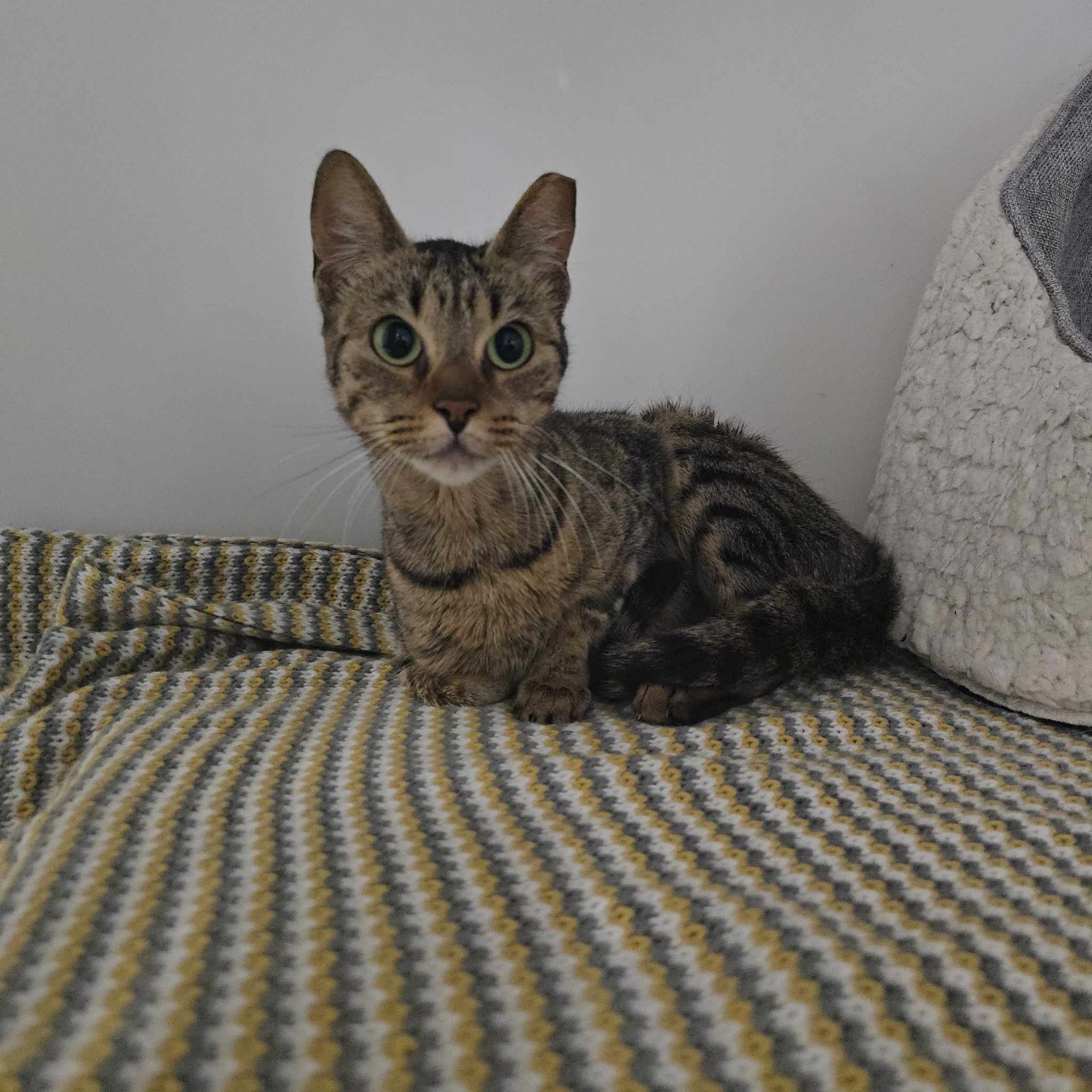 Amber-2 Year Old Female – RESERVED