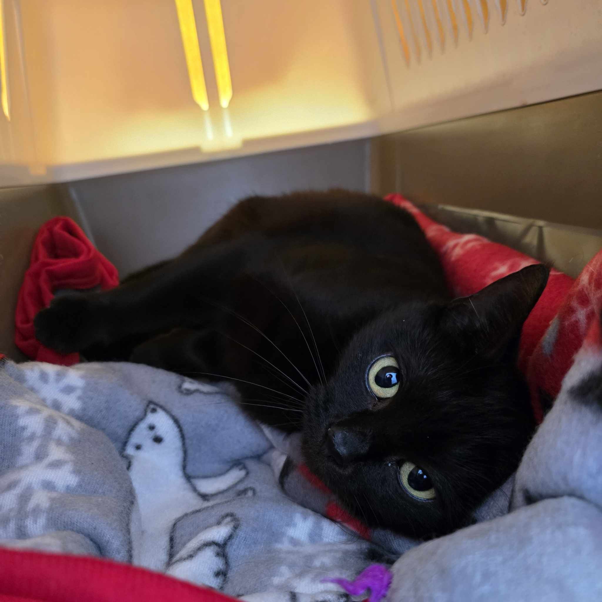 Butternut- 3 Year Old Female