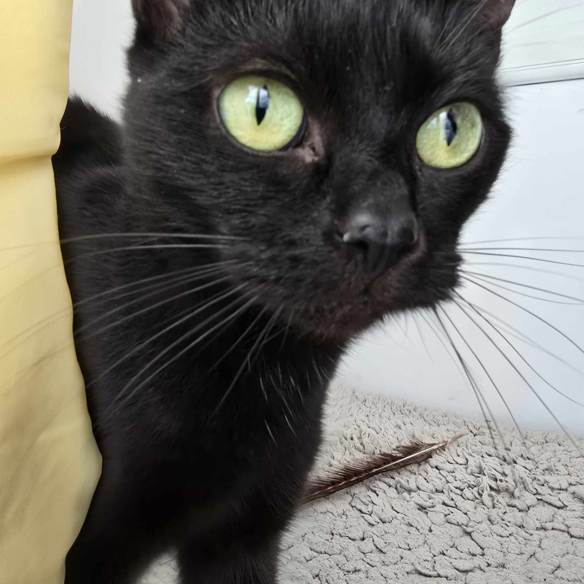 Butternut- 3 Year Old Female