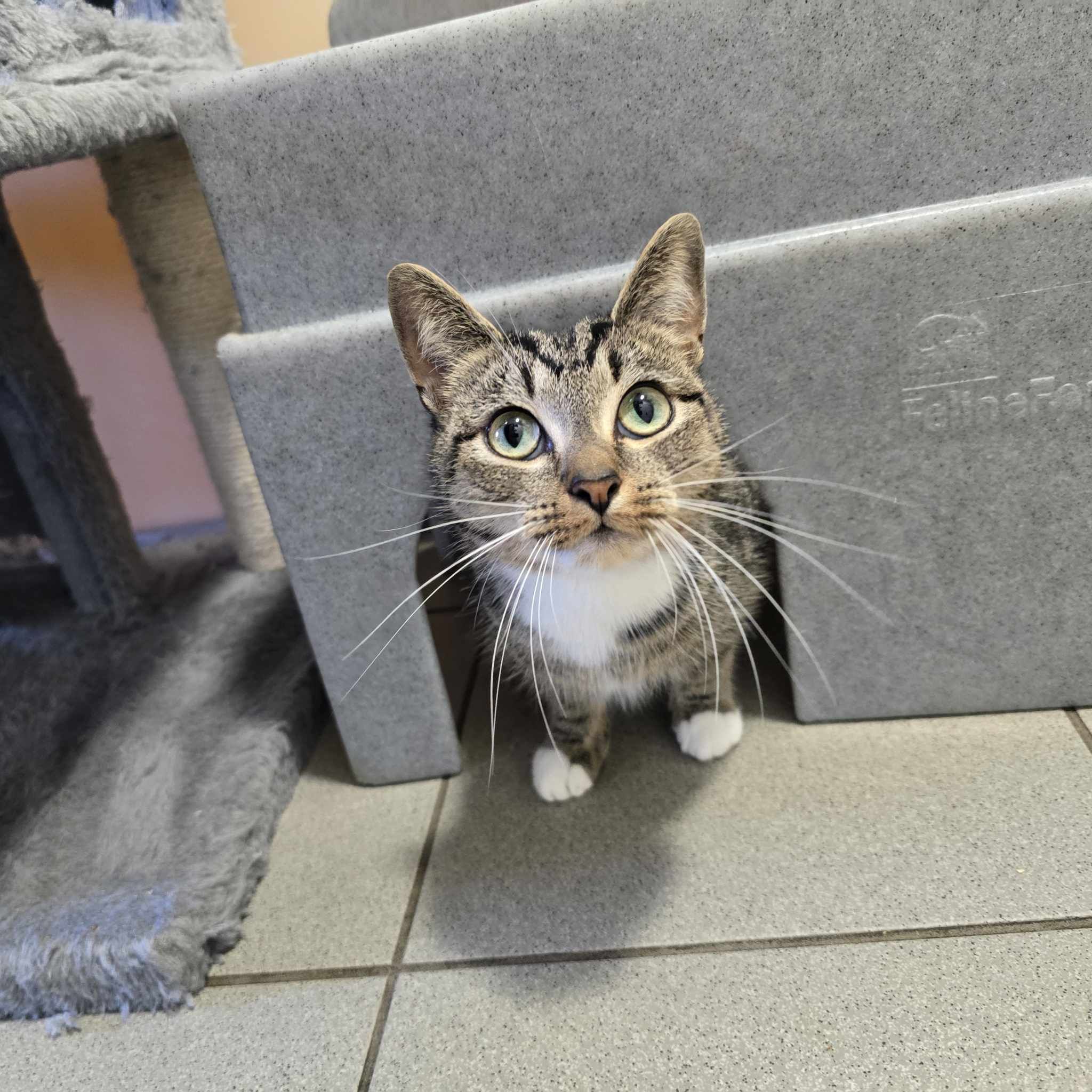 Coco-1 Year Old Female- RESERVED