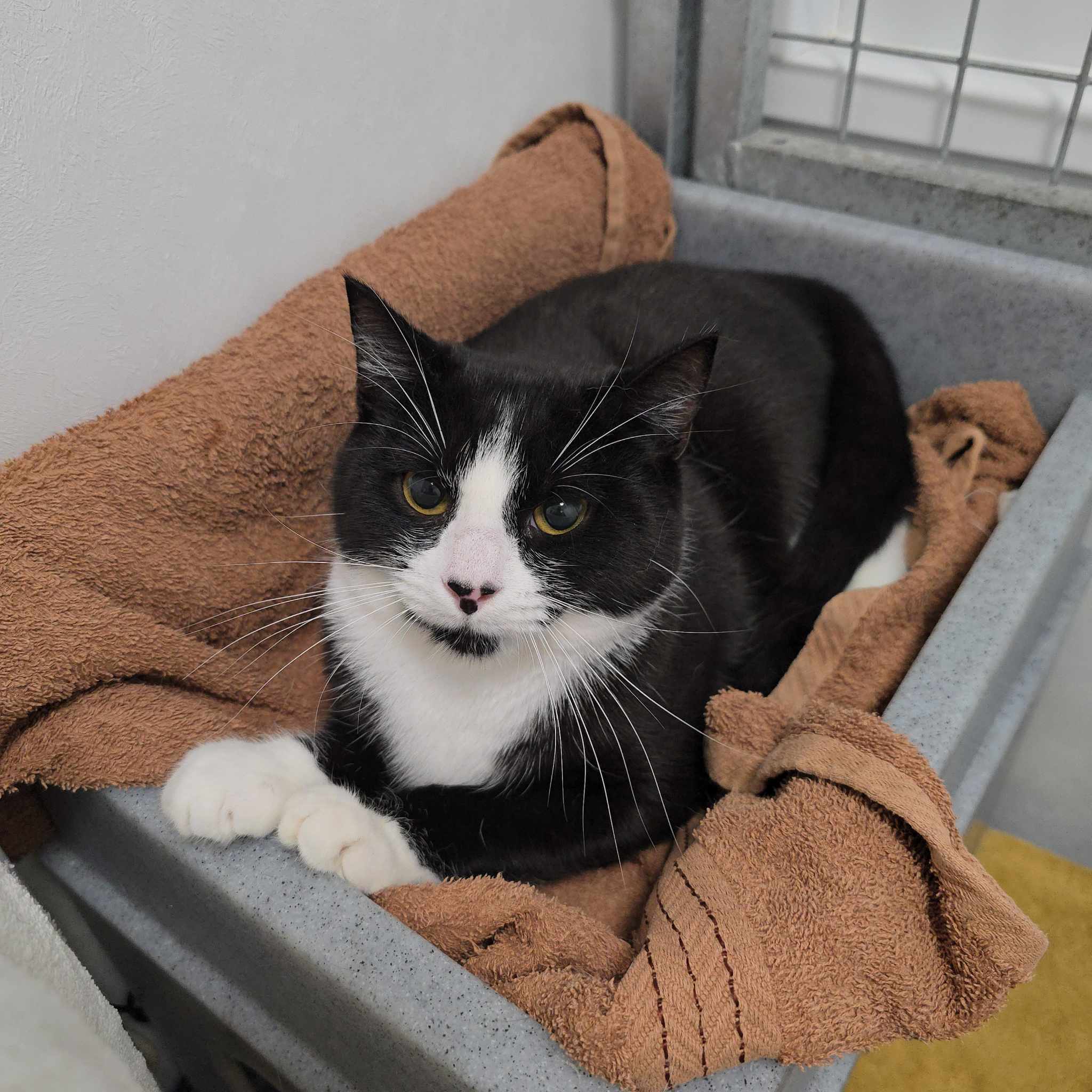 Bob-1 Year Old Male – RESERVED