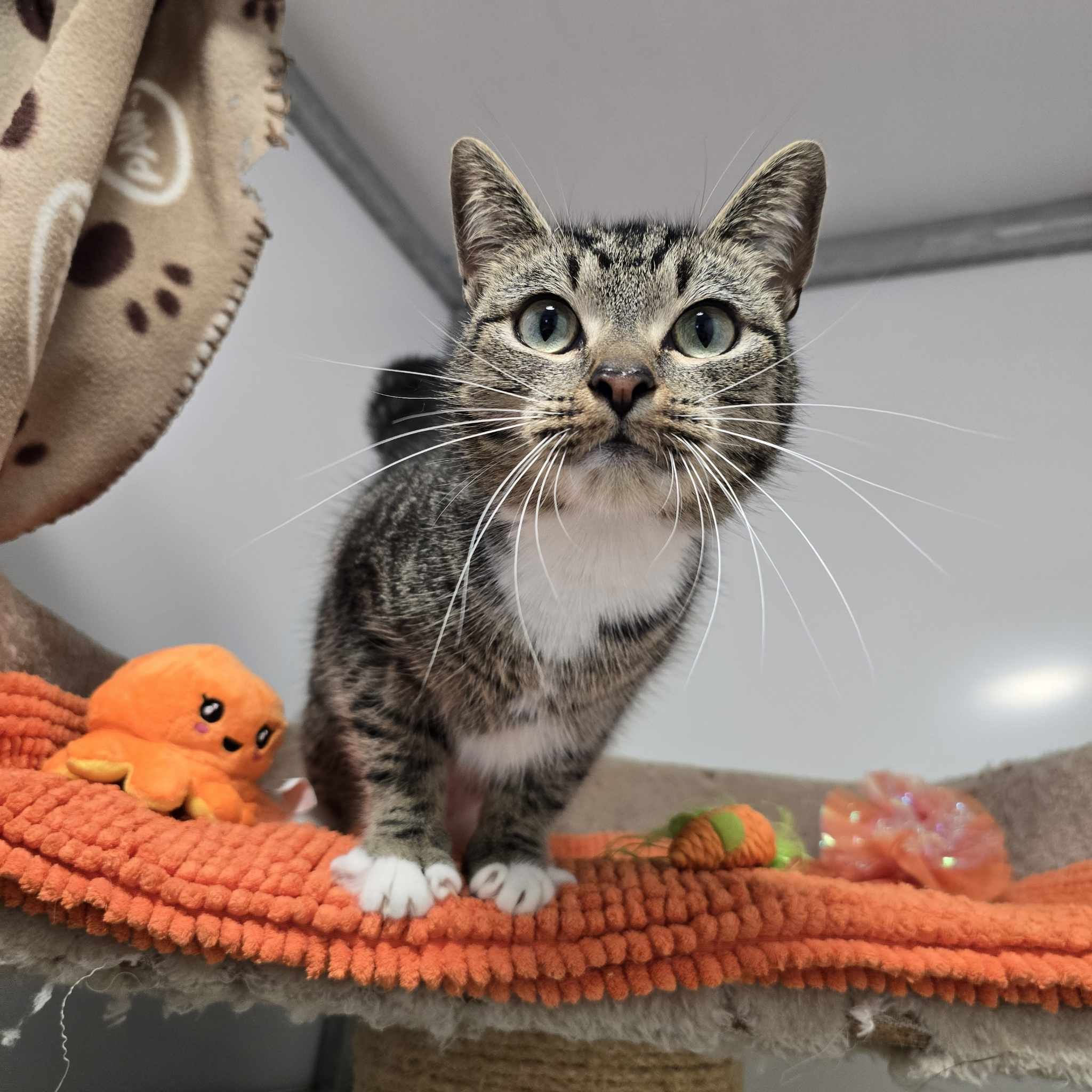 Coco-1 Year Old Female- RESERVED