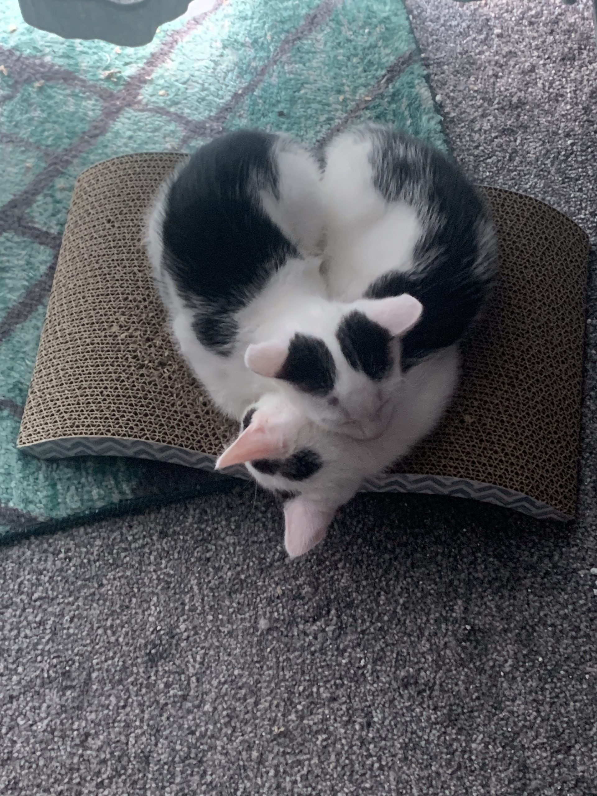 Milo – 5 Months Old Male Kitten – RESERVED