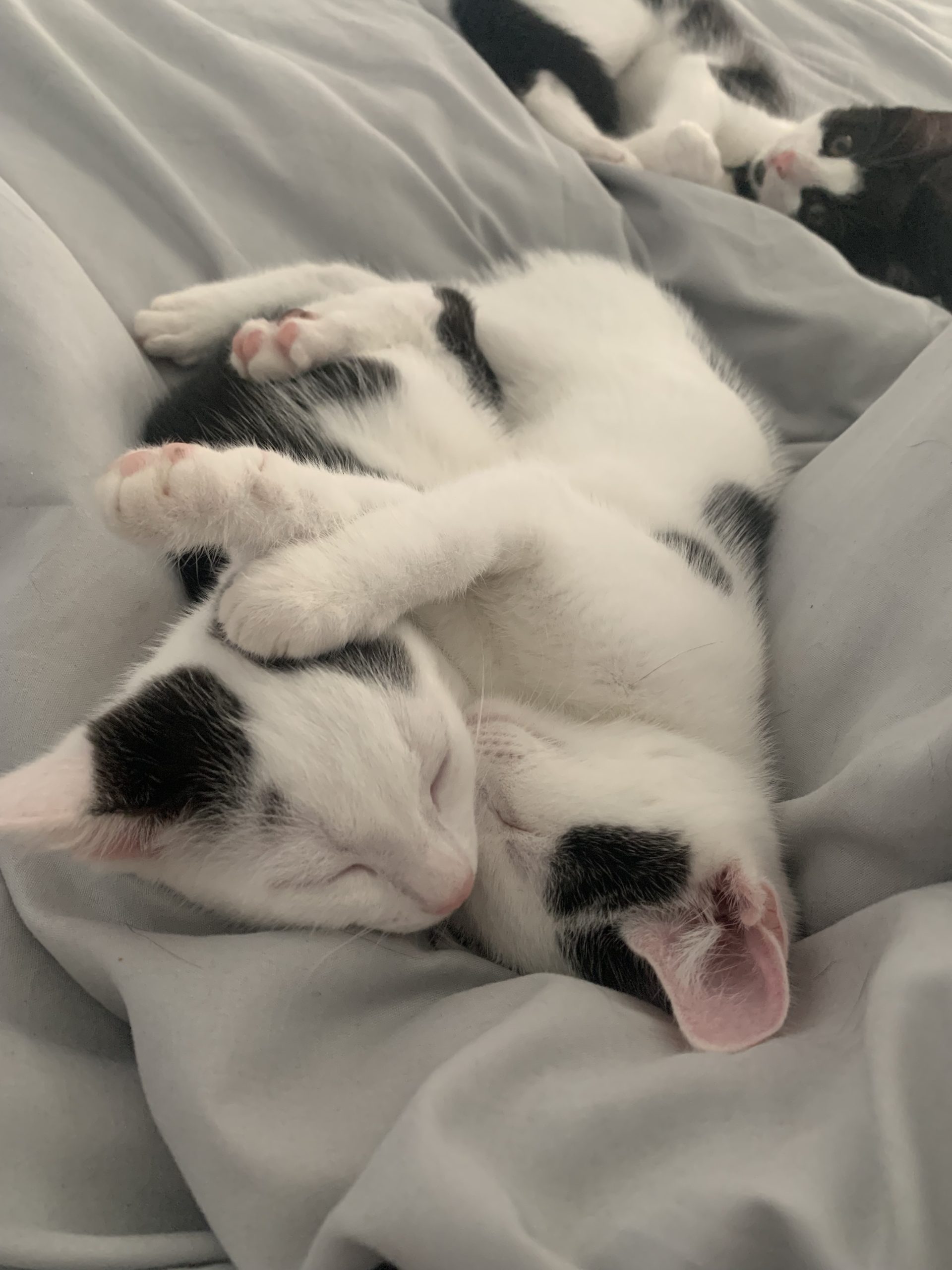 Cosmo – 5 Month Old Male Kitten – RESERVED