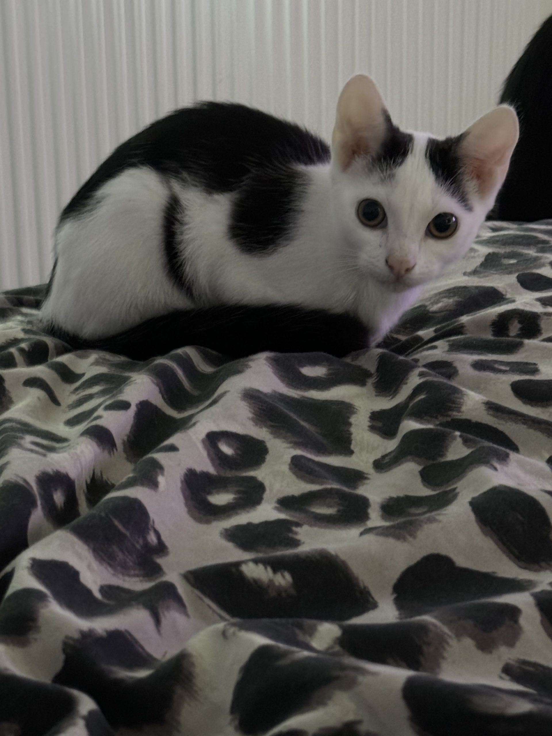 Milo – 5 Months Old Male Kitten – RESERVED