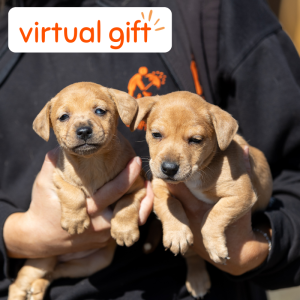Nourishing Food for a Rain Rescue Puppy