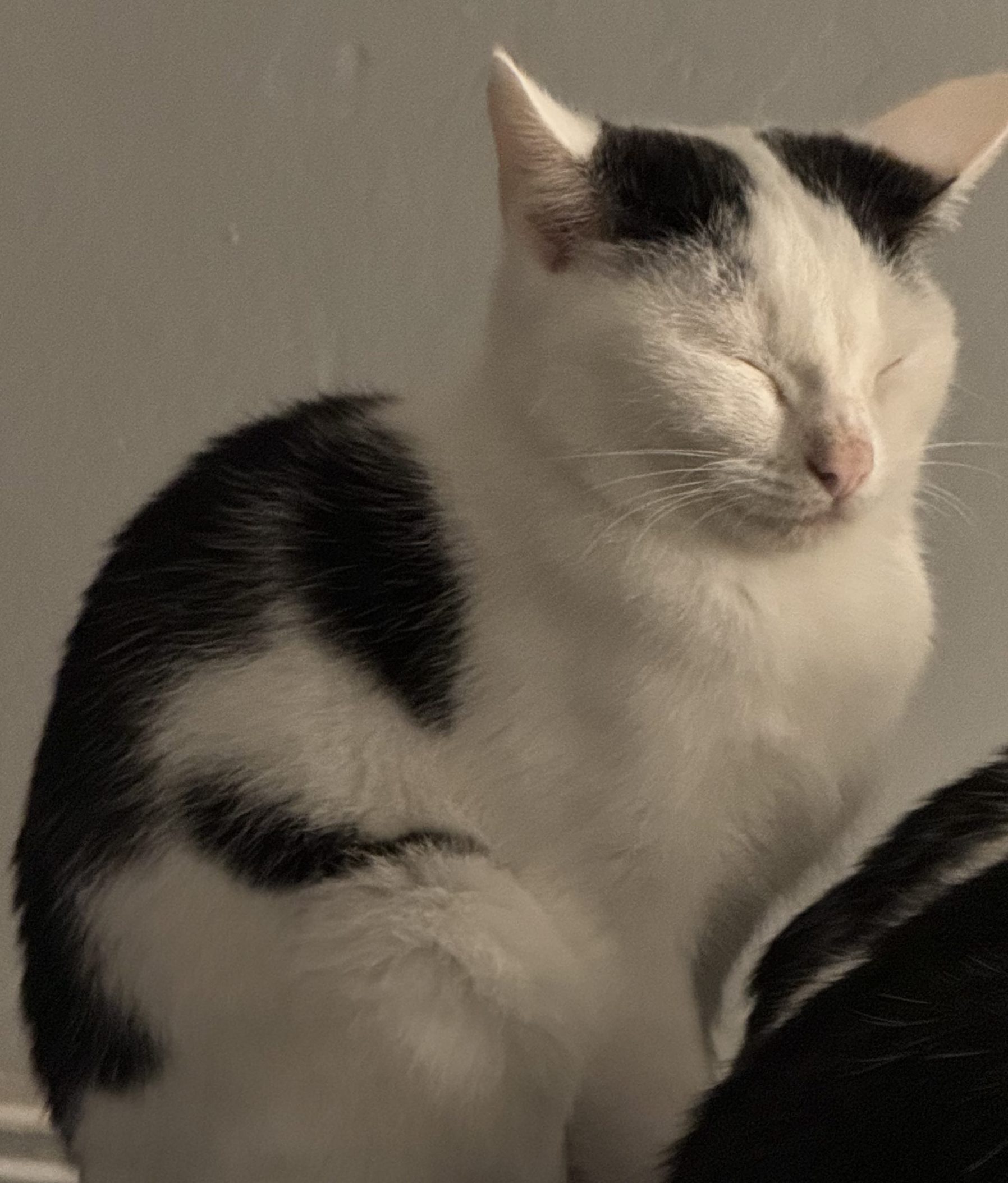 Milo – 5 Months Old Male Kitten – RESERVED