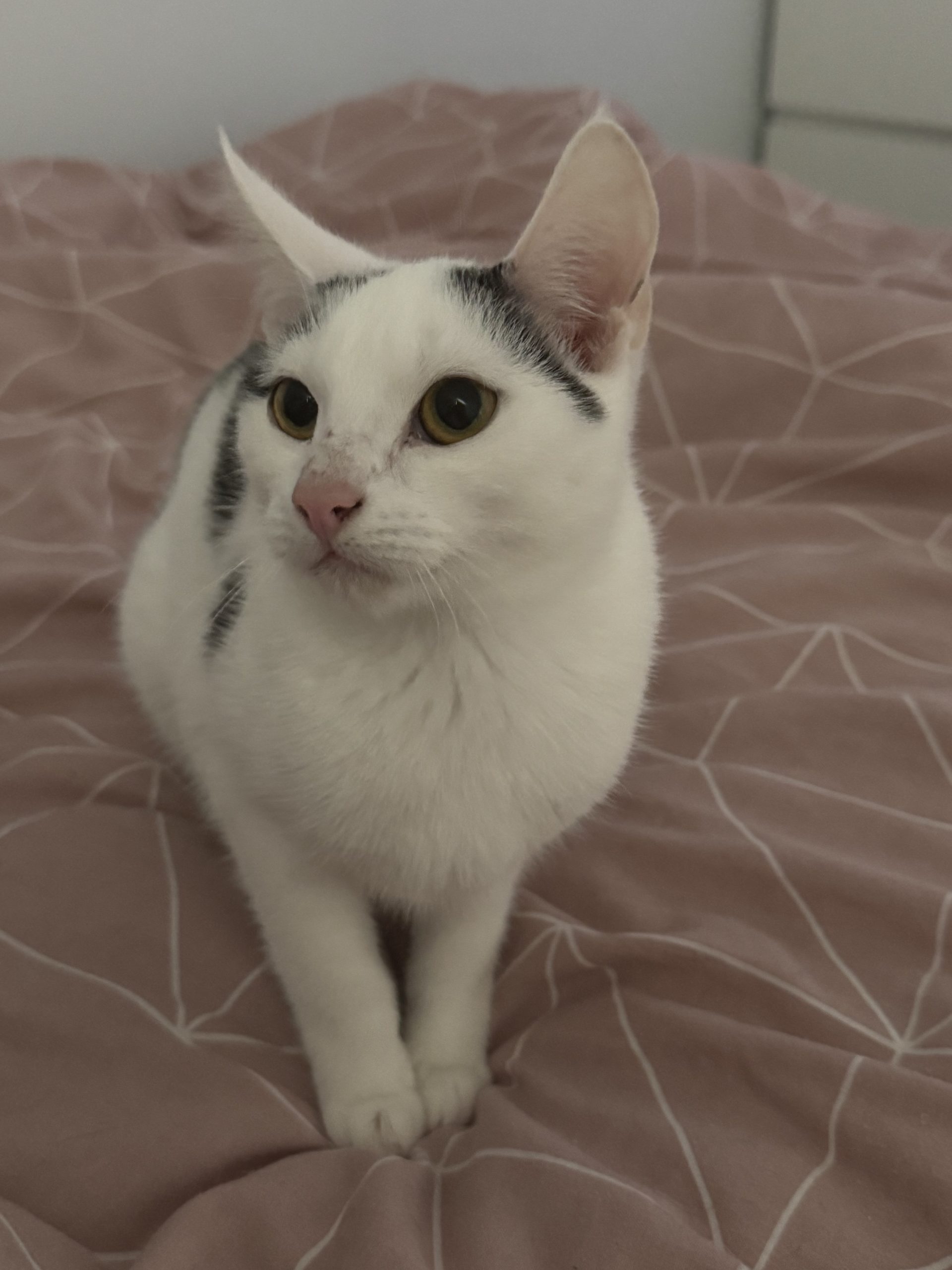 Cosmo – 5 Month Old Male Kitten – RESERVED