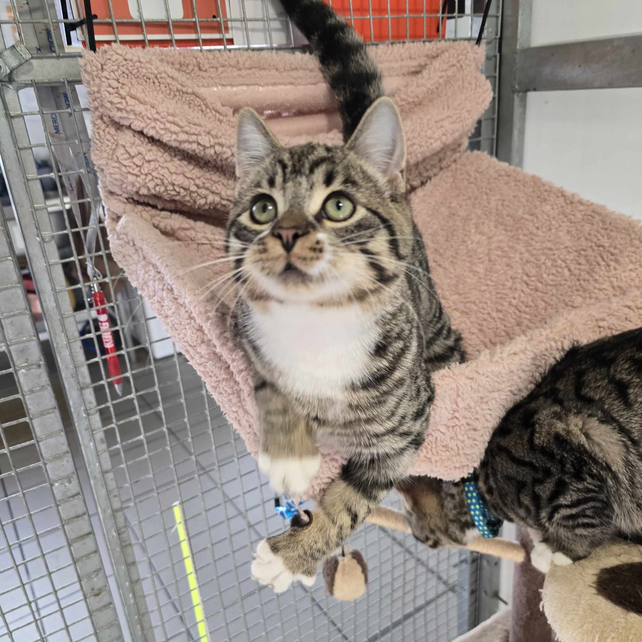 Foden- 19 Week Old Male