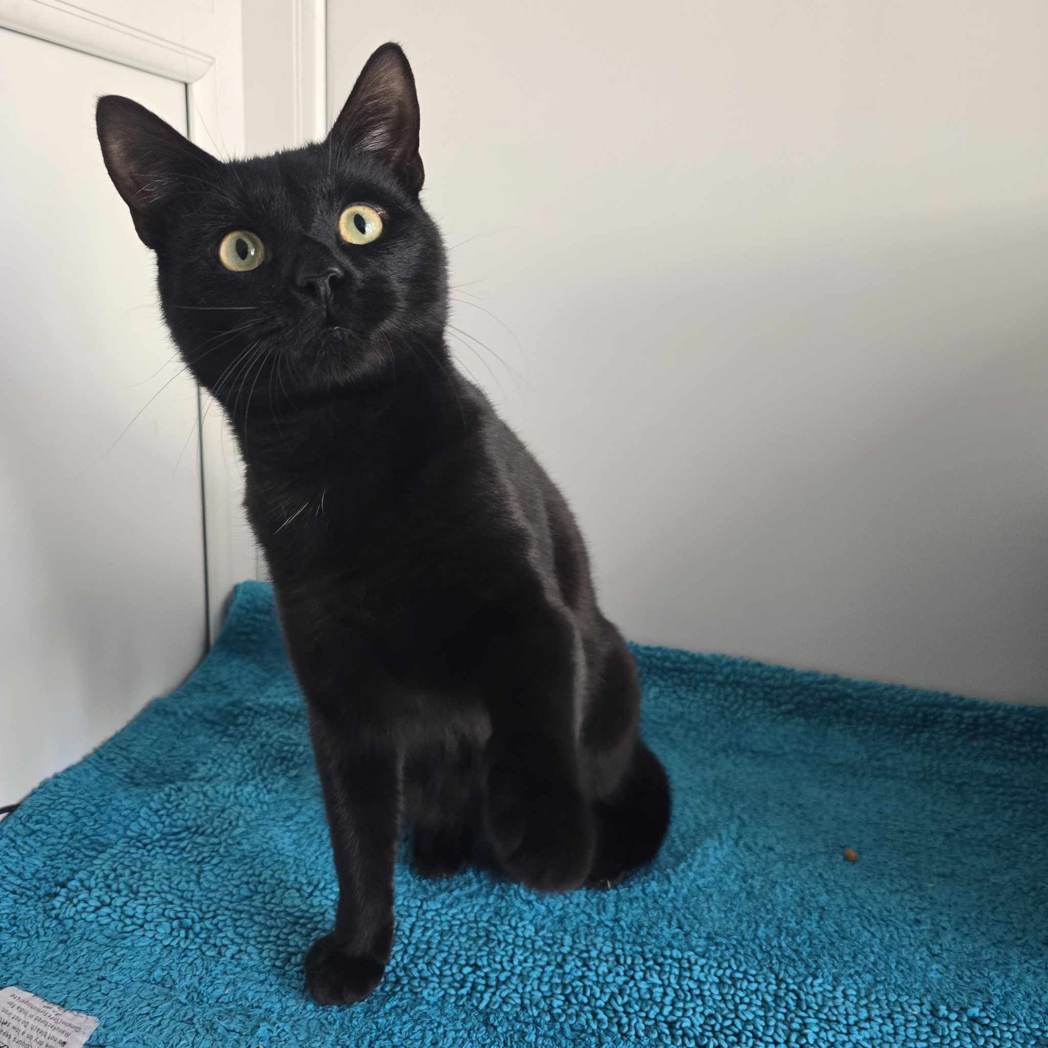 Midnight- 3 Year Old Male – RESERVED