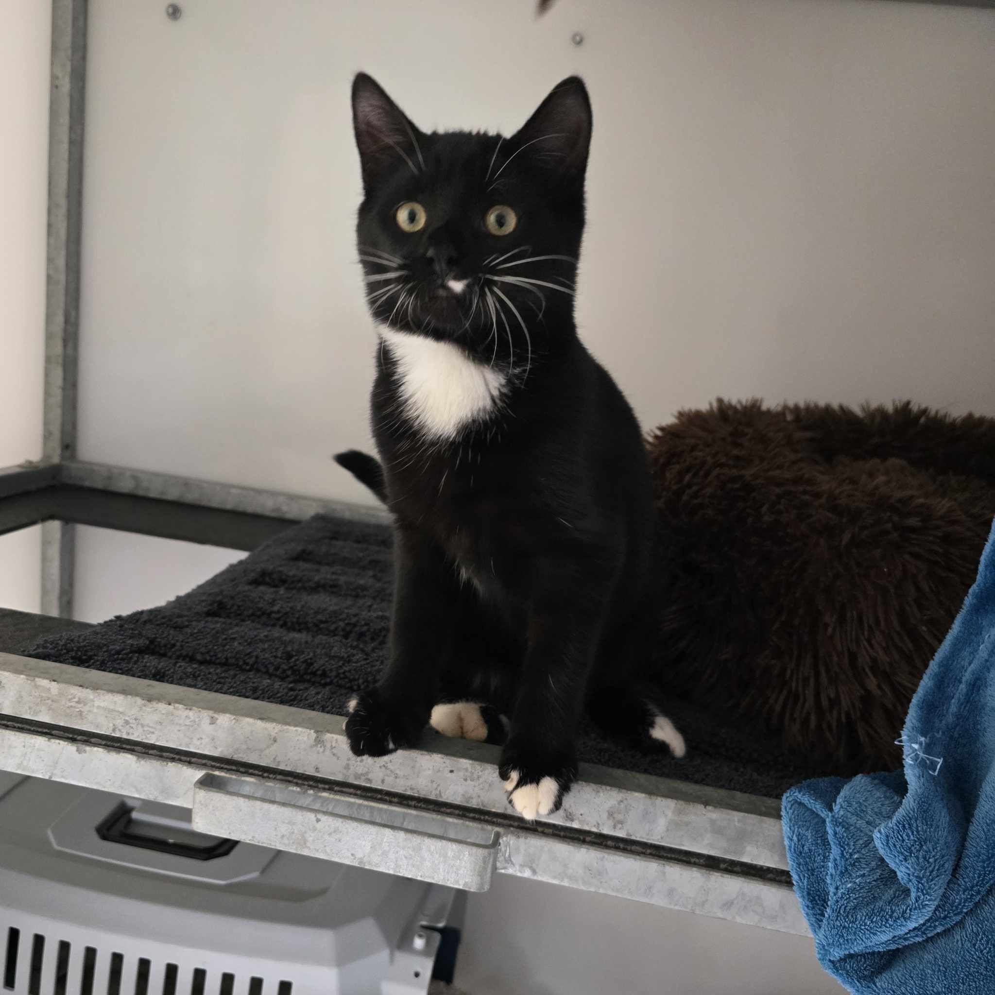 Saka- 19 Week Old Male – RESERVED