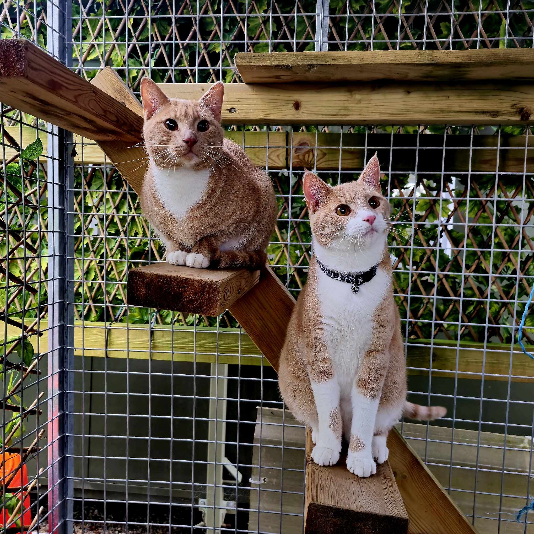 Luke- 1 Year Old Male