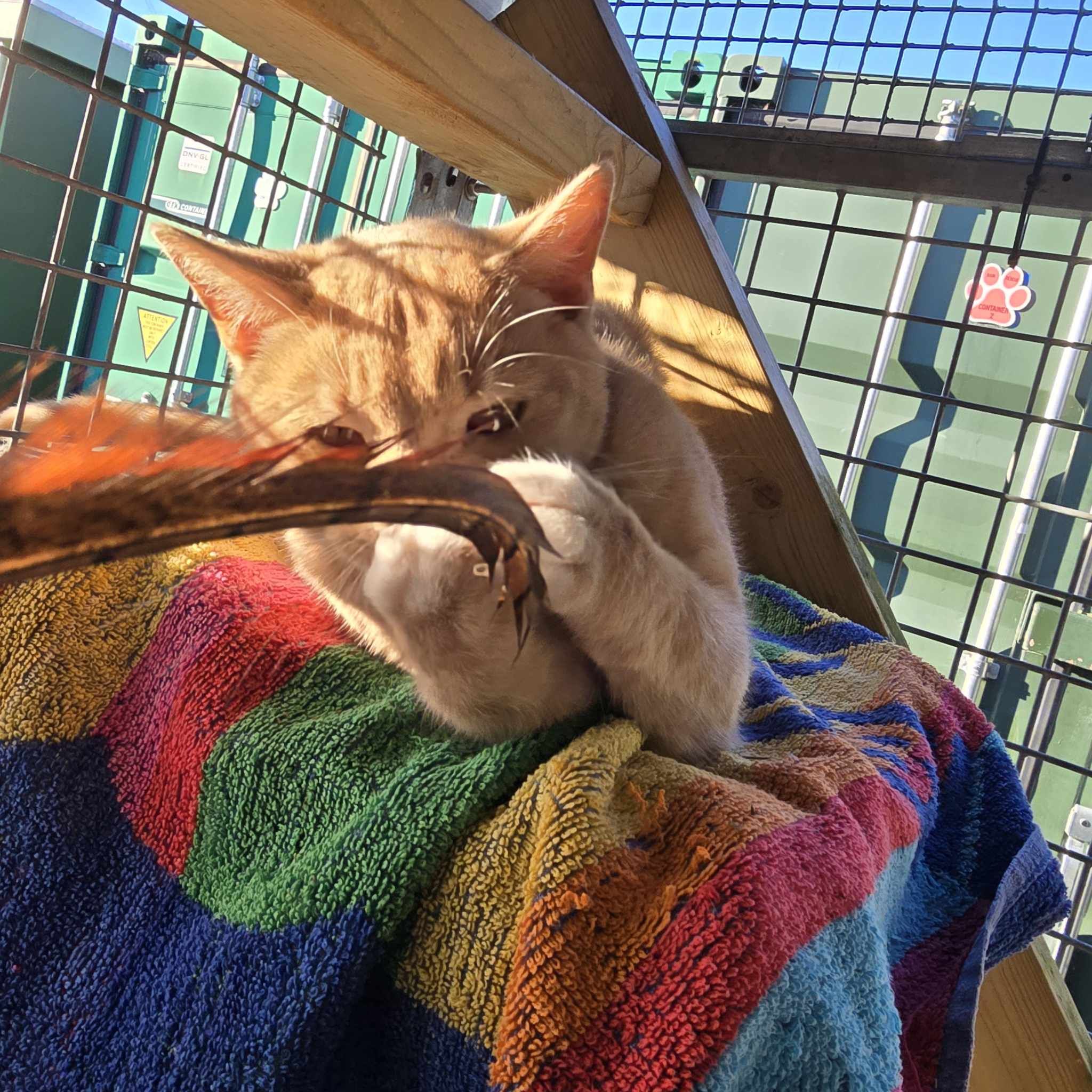 Luke- 1 Year Old Male