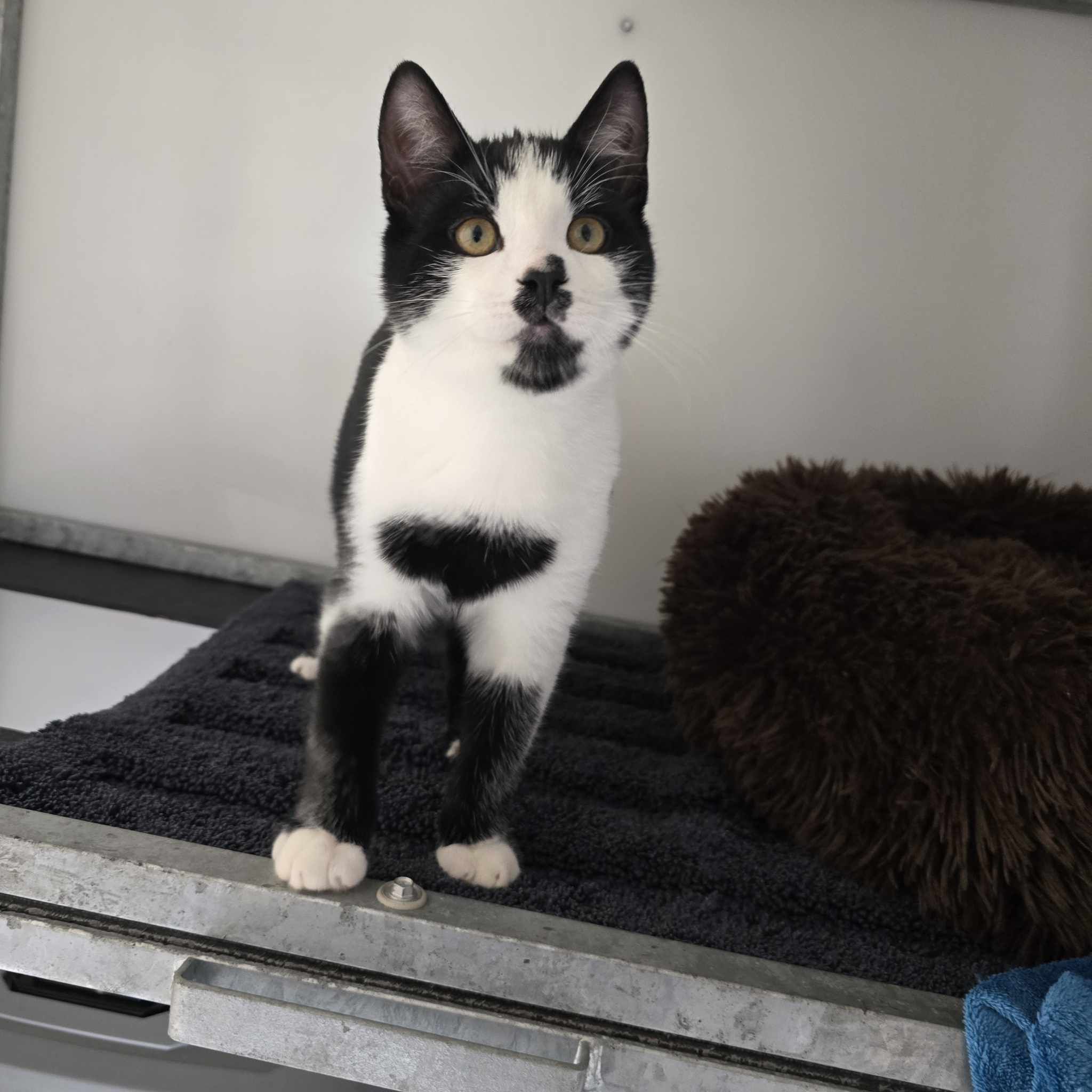 Watkins- 19 Week Old Male – RESERVED