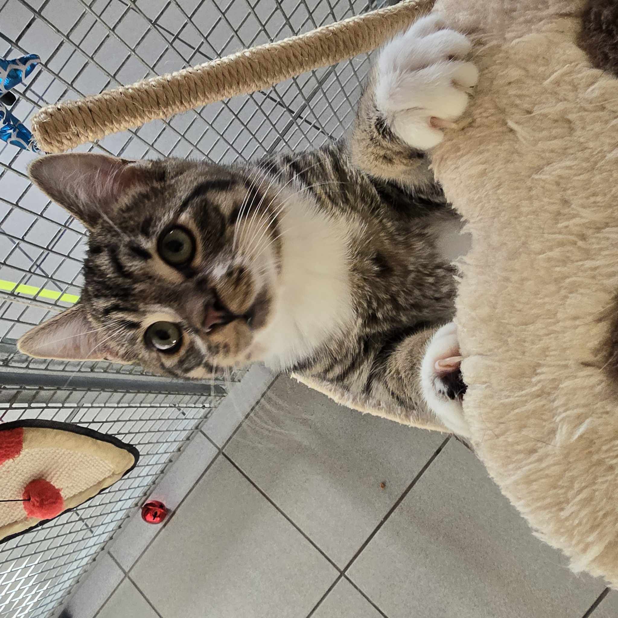 Foden- 19 Week Old Male