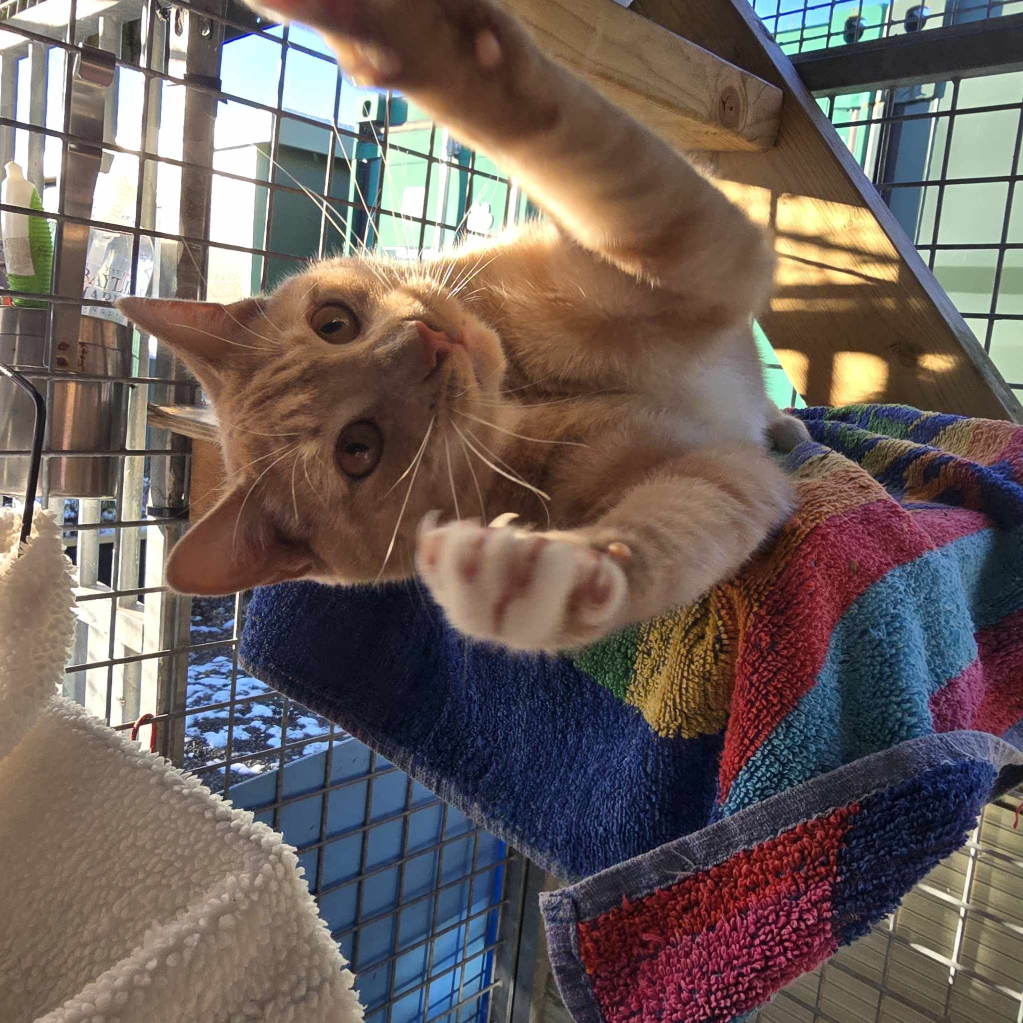 Luke- 1 Year Old Male