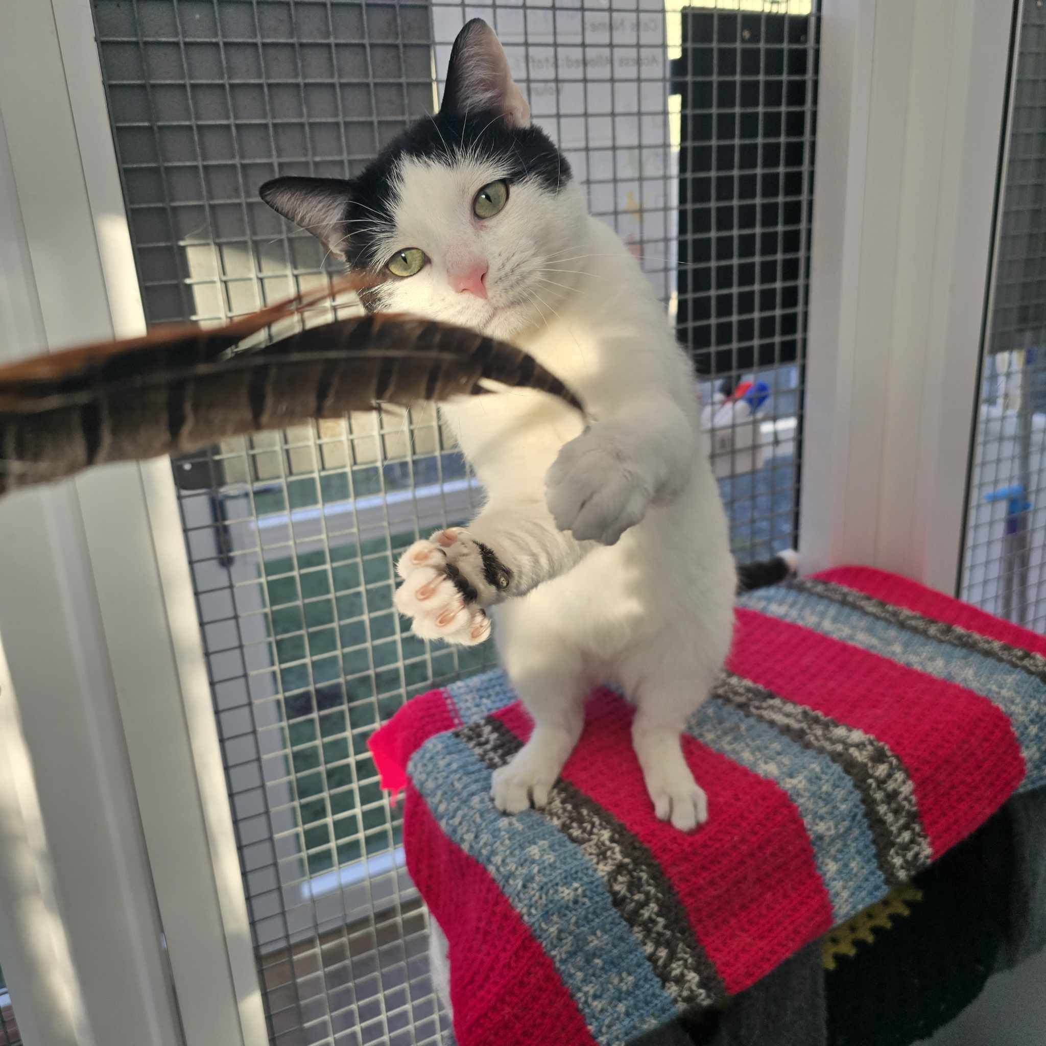 Milky- 3 Year Old Male