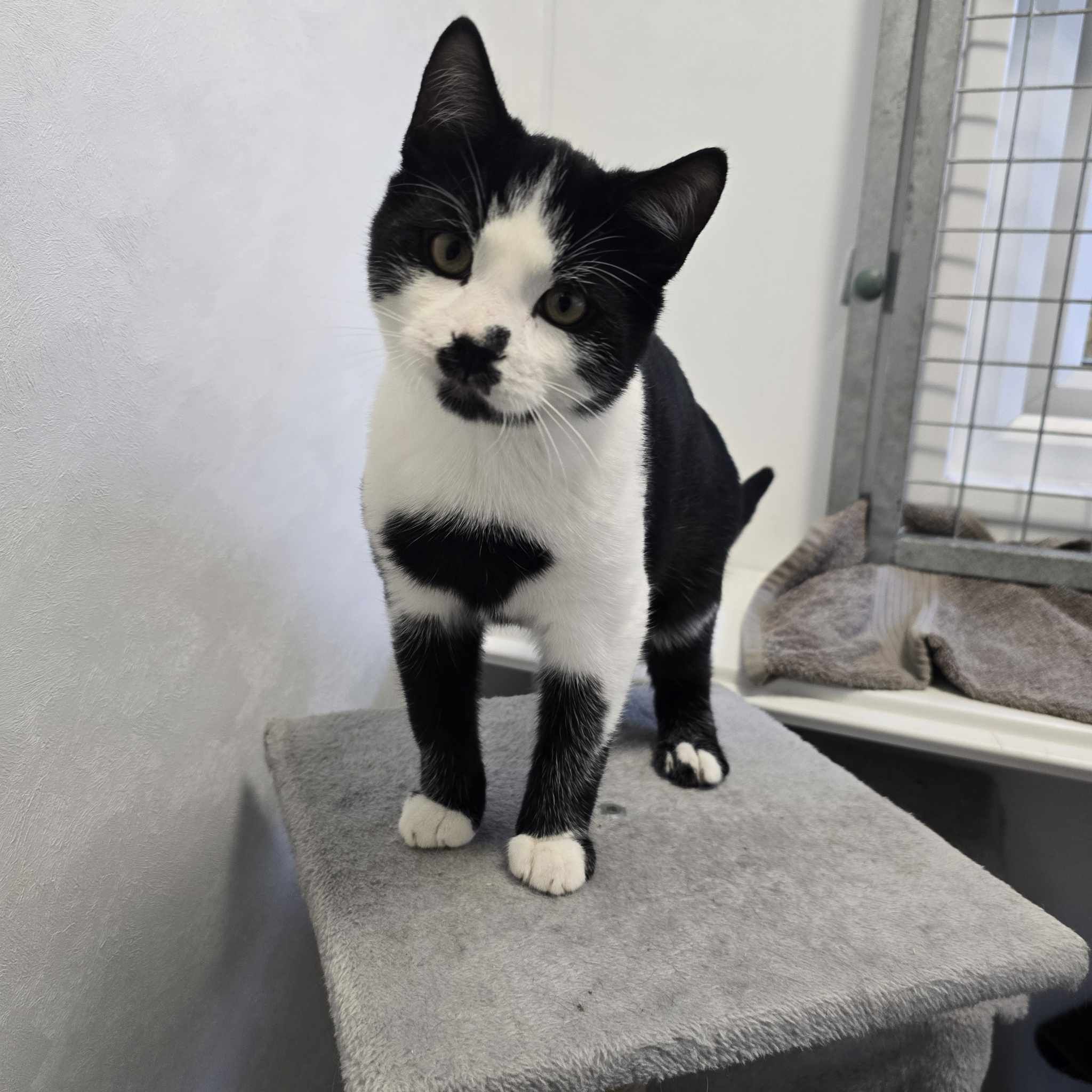 Watkins- 19 Week Old Male – RESERVED