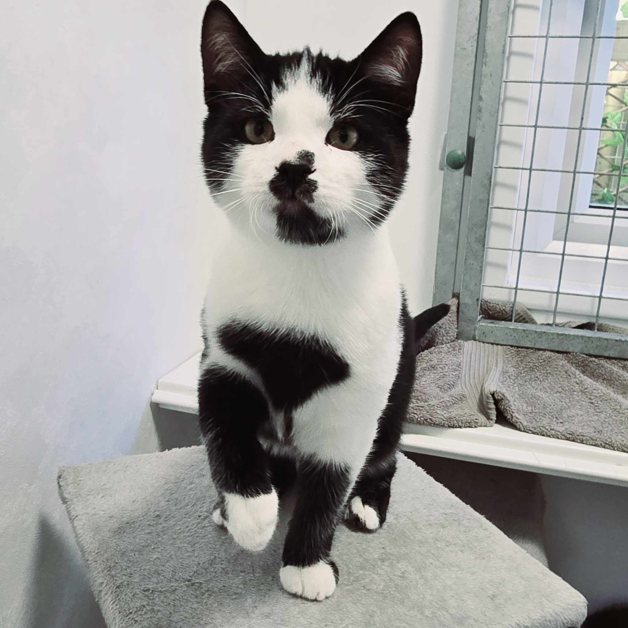 Watkins- 19 Week Old Male – RESERVED