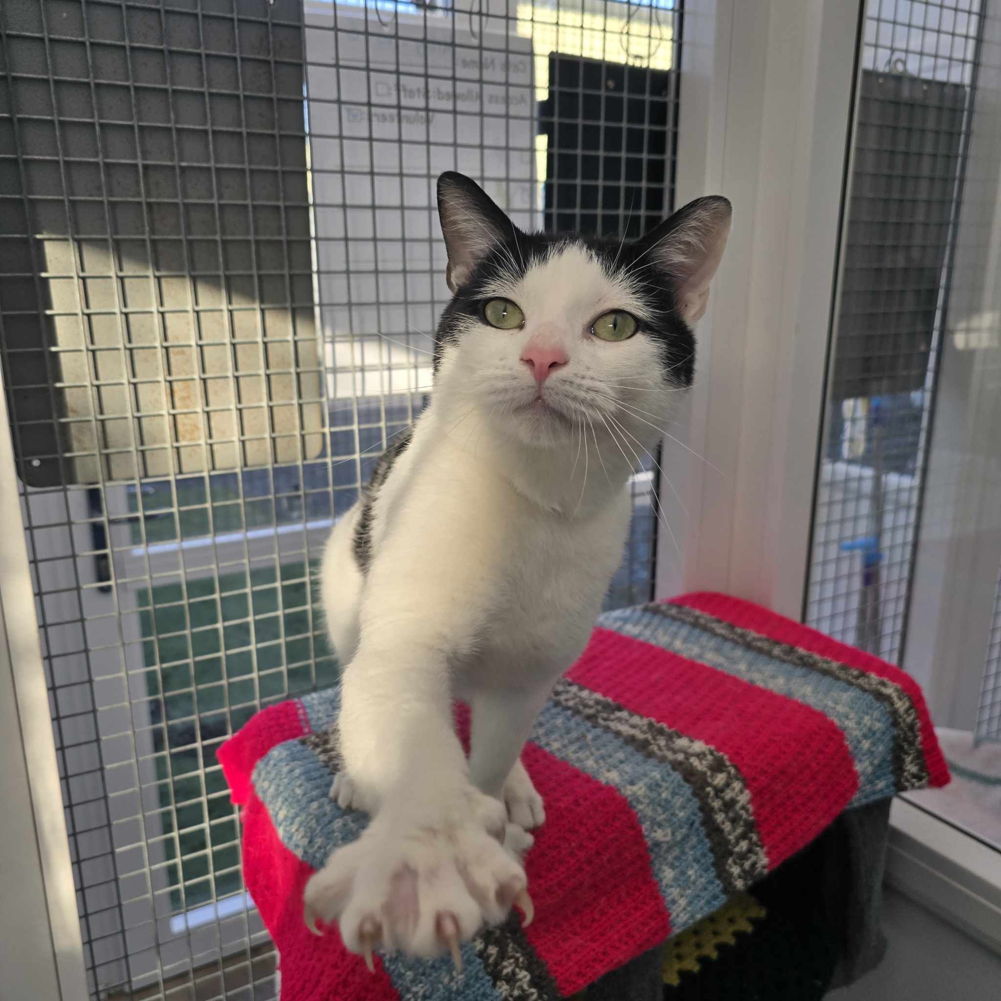 Milky- 3 Year Old Male