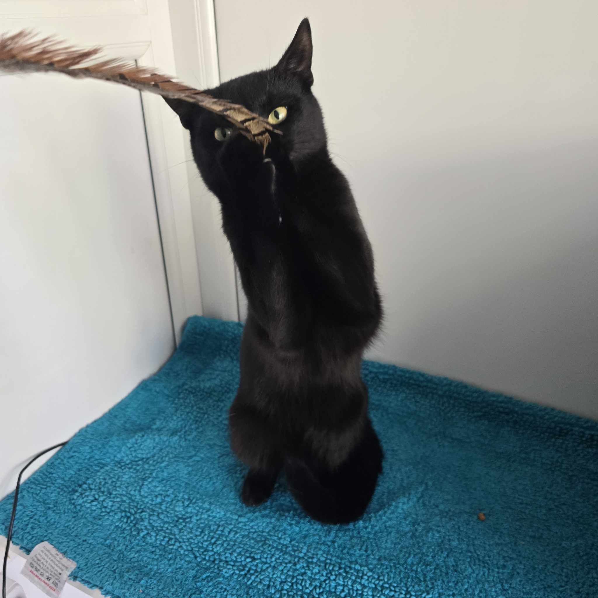 Midnight- 3 Year Old Male – RESERVED