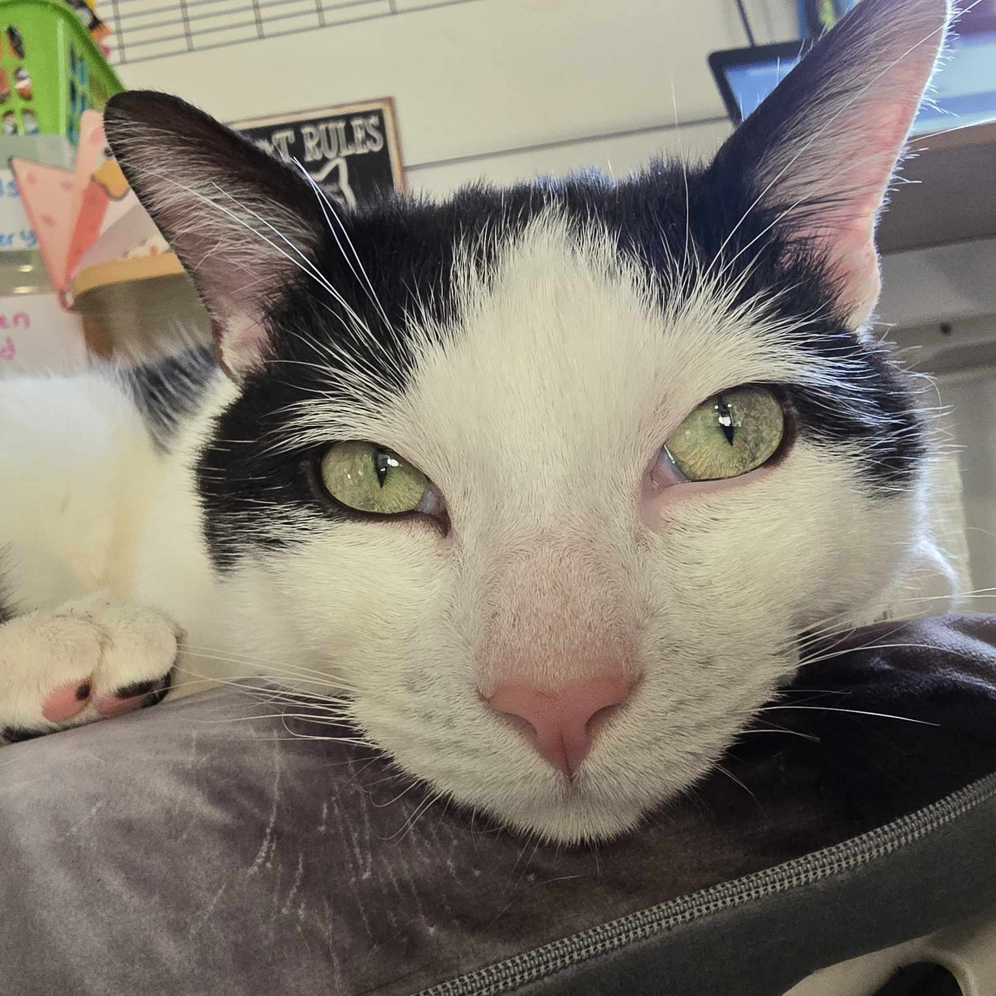 Milky- 3 Year Old Male