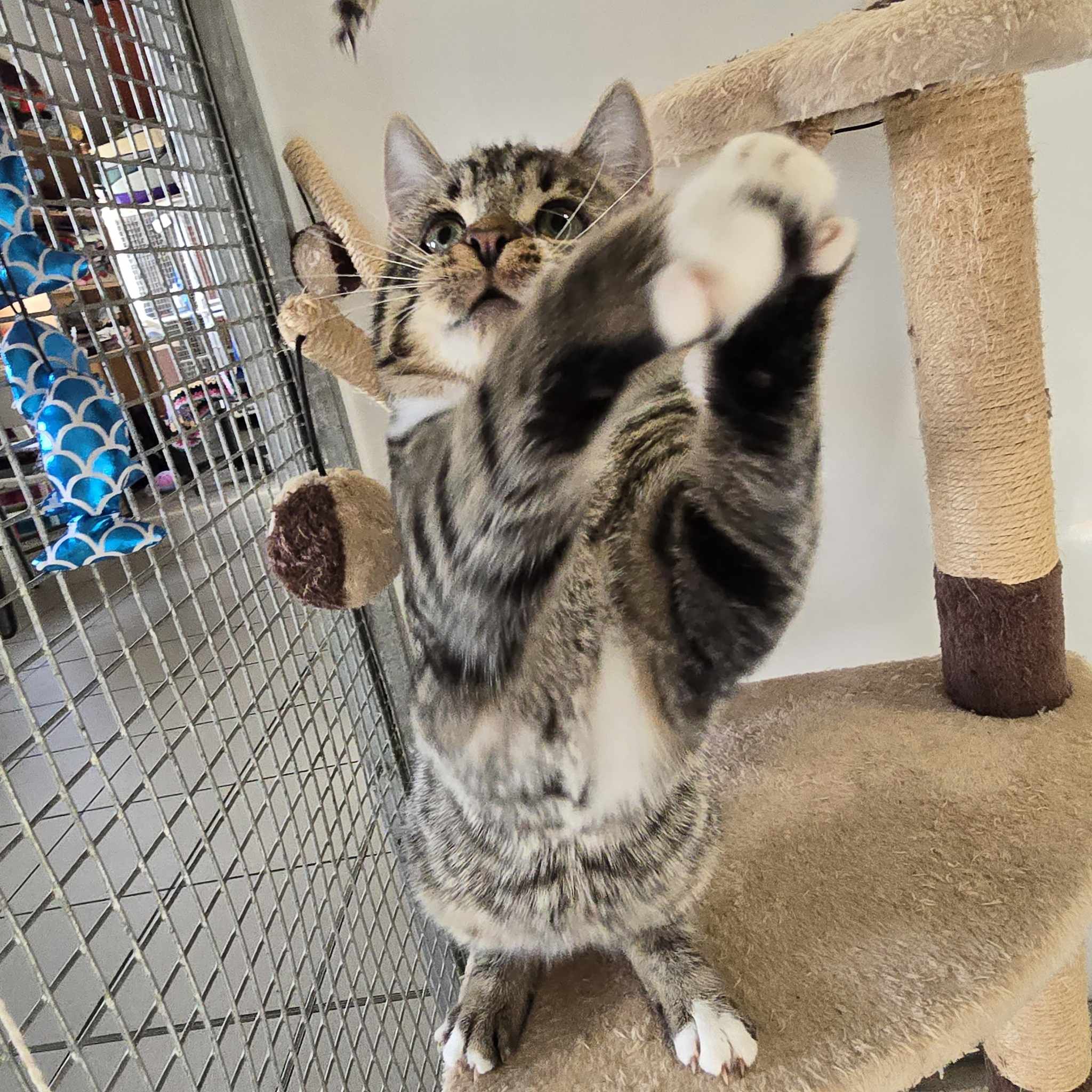 Foden- 19 Week Old Male