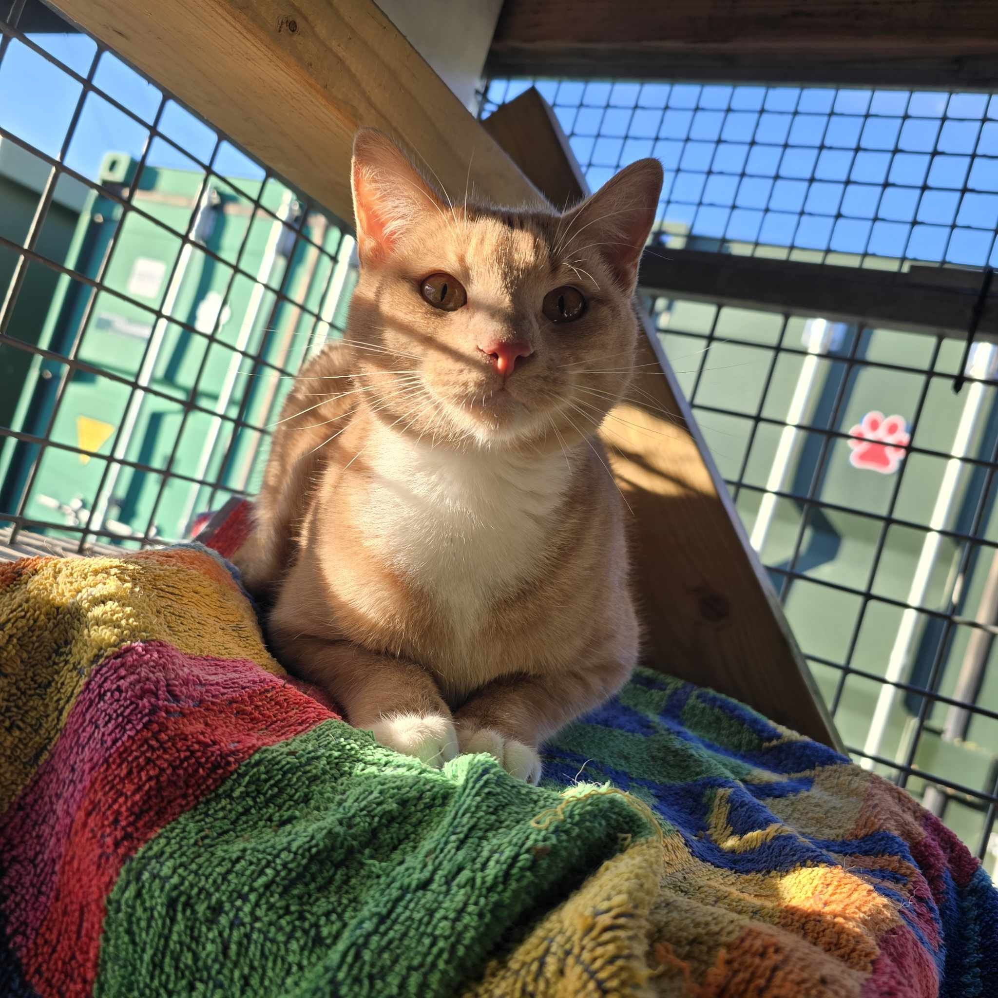 Luke- 1 Year Old Male