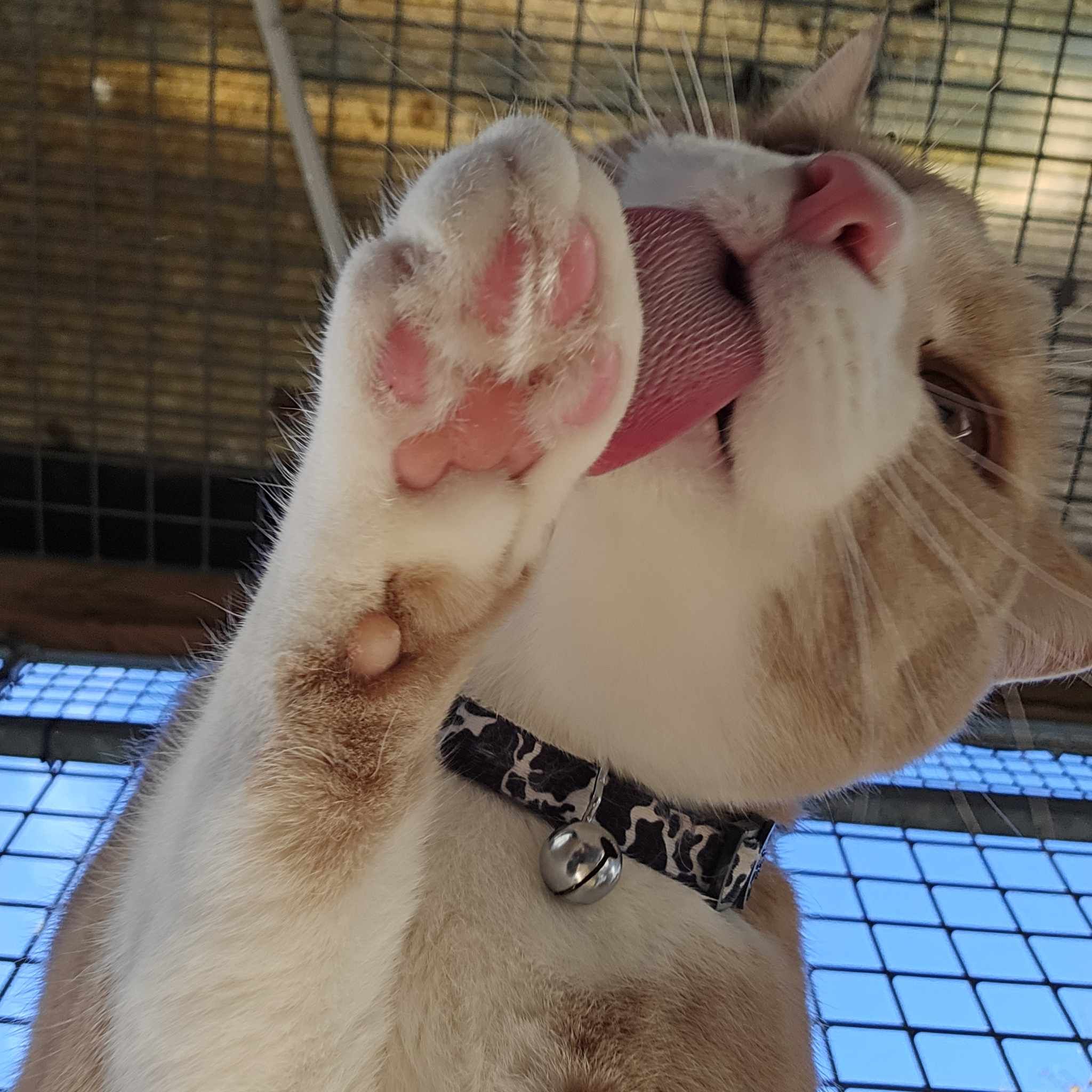 Yoda- 1 Year Old Male
