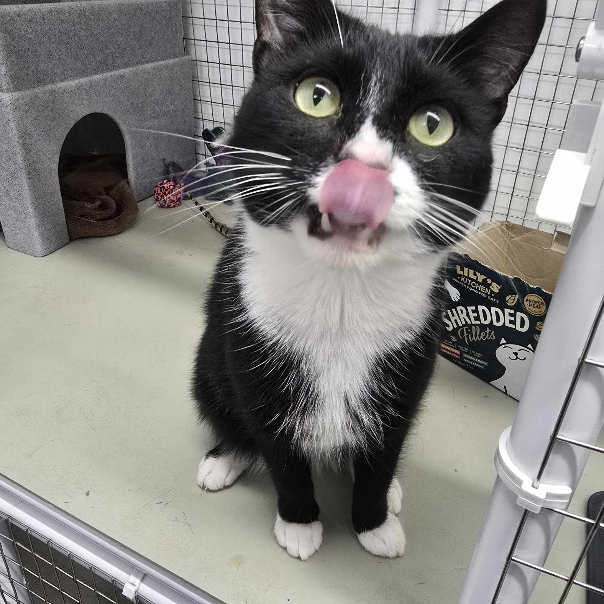 Creed – 2 Year Old Male