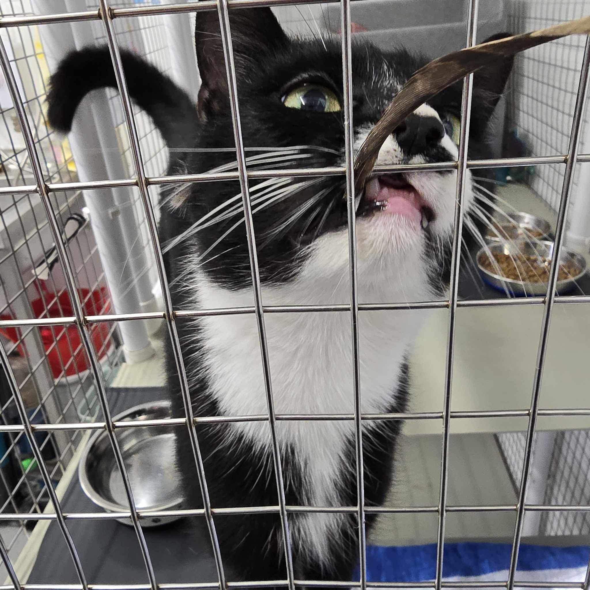 Creed – 2 Year Old Male