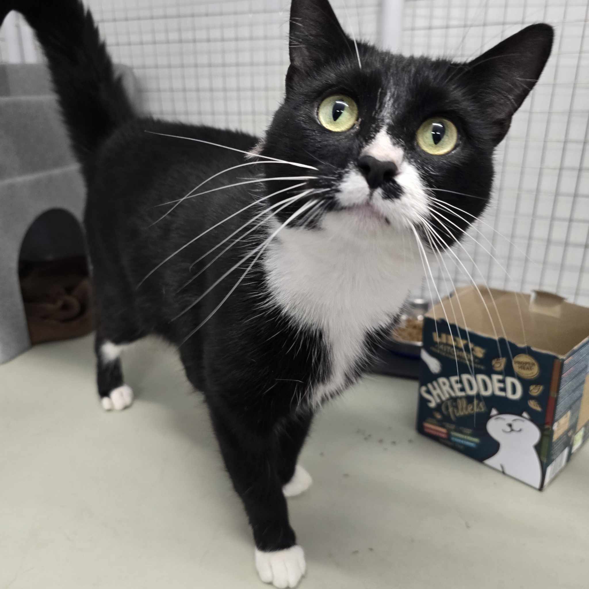 Creed – 2 Year Old Male