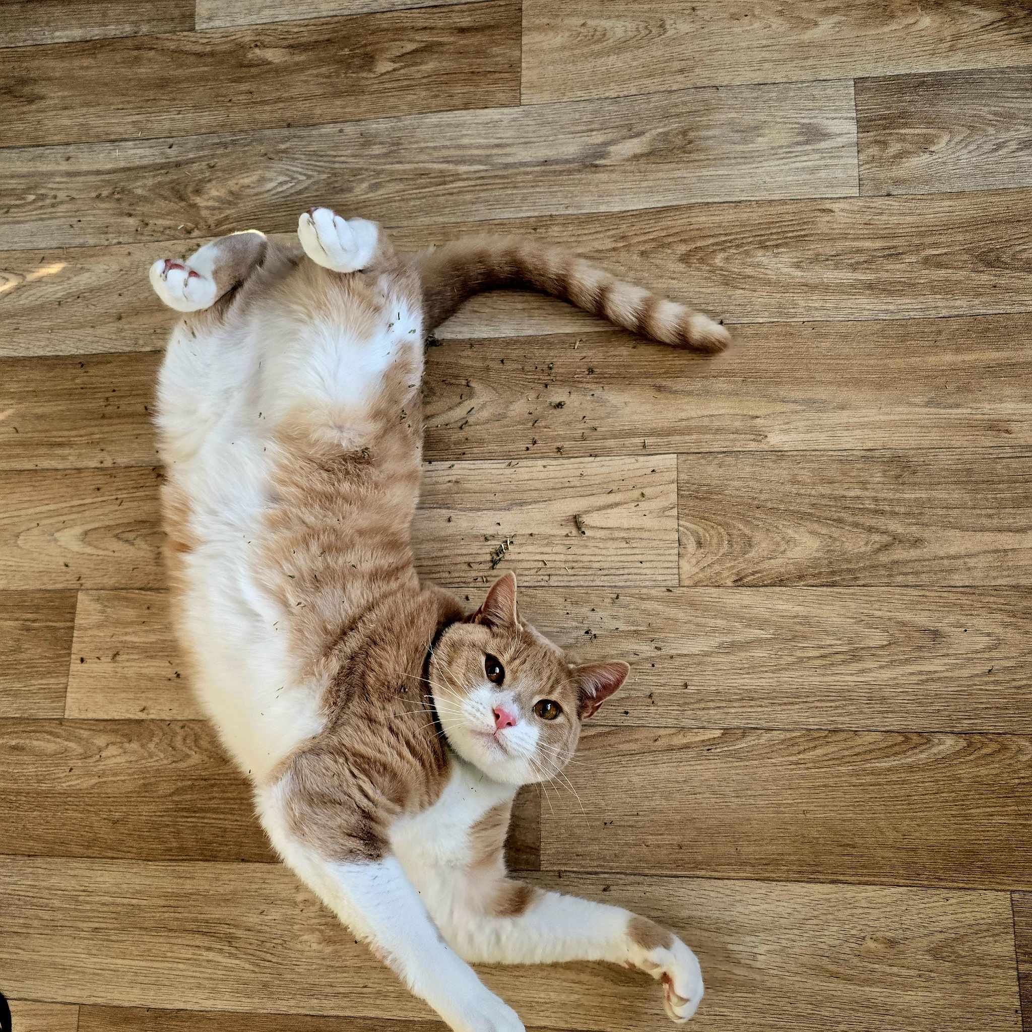 Yoda- 1 Year Old Male