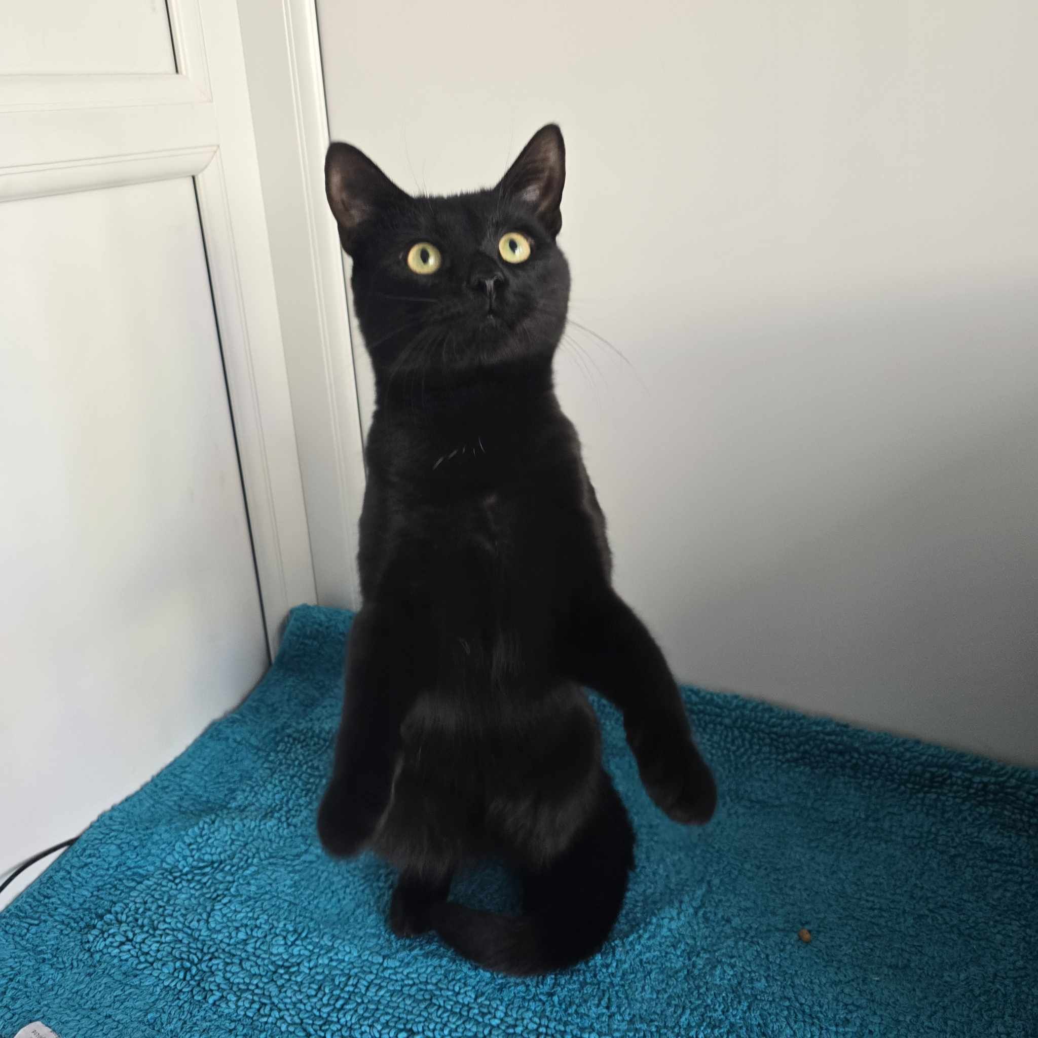 Midnight- 3 Year Old Male – RESERVED