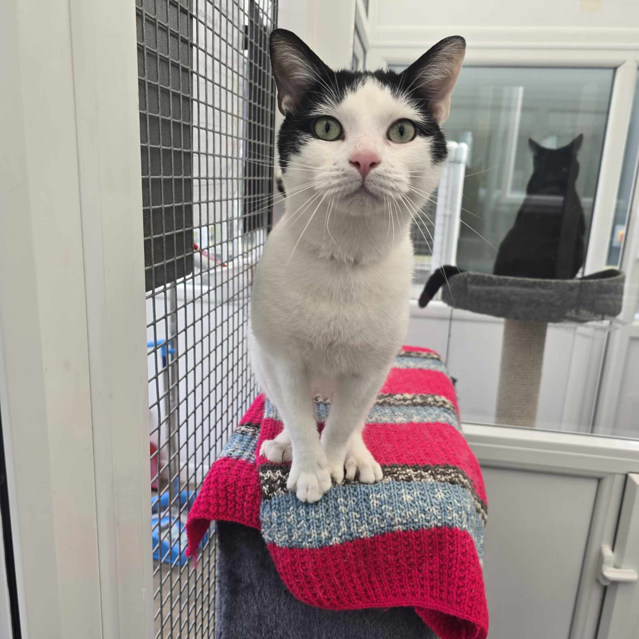 Milky- 3 Year Old Male