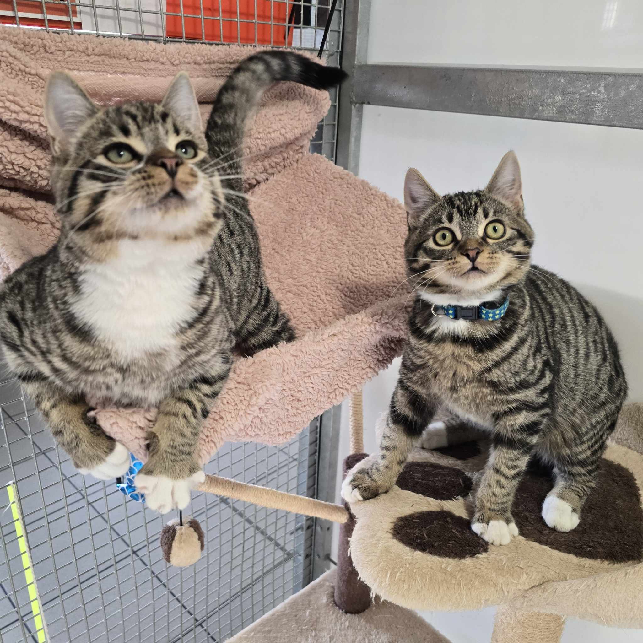 Foden- 19 Week Old Male