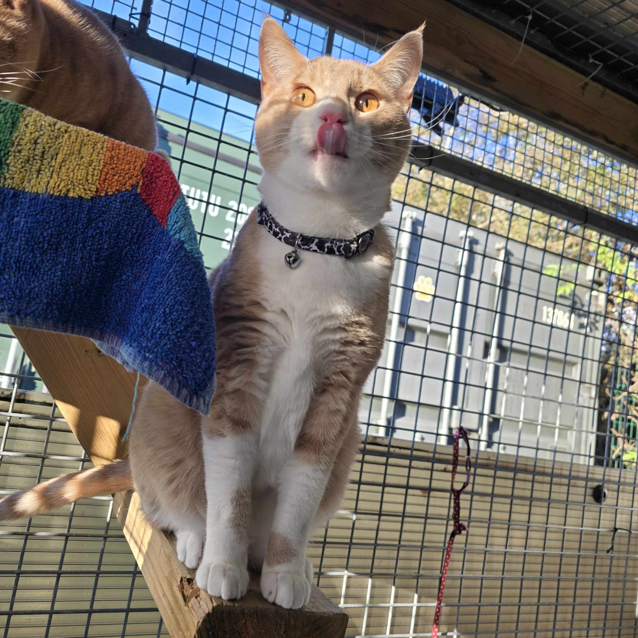 Yoda- 1 Year Old Male