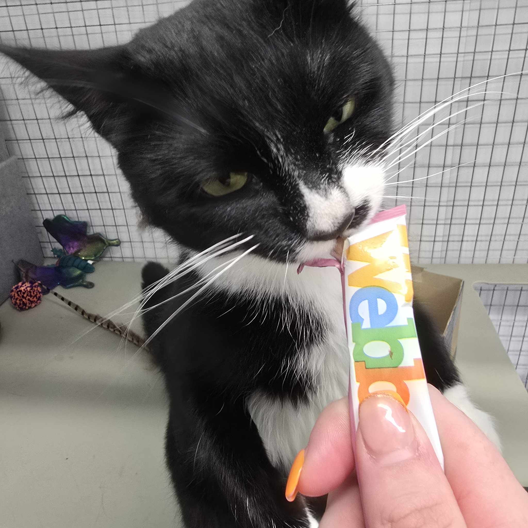 Creed – 2 Year Old Male