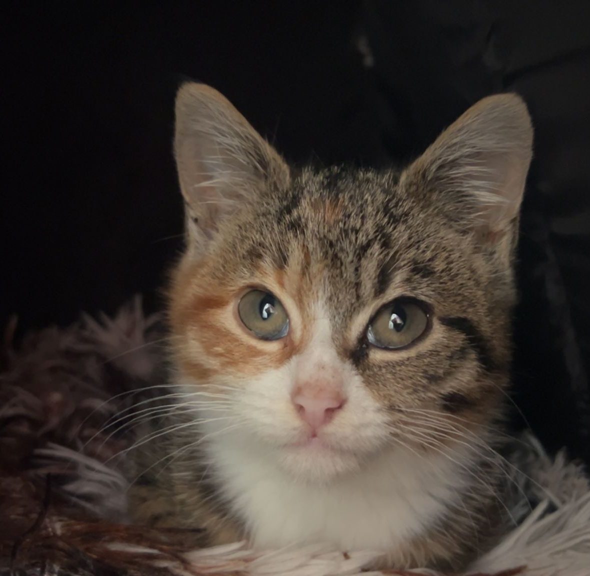 Pip- 9 Week Old Kitten