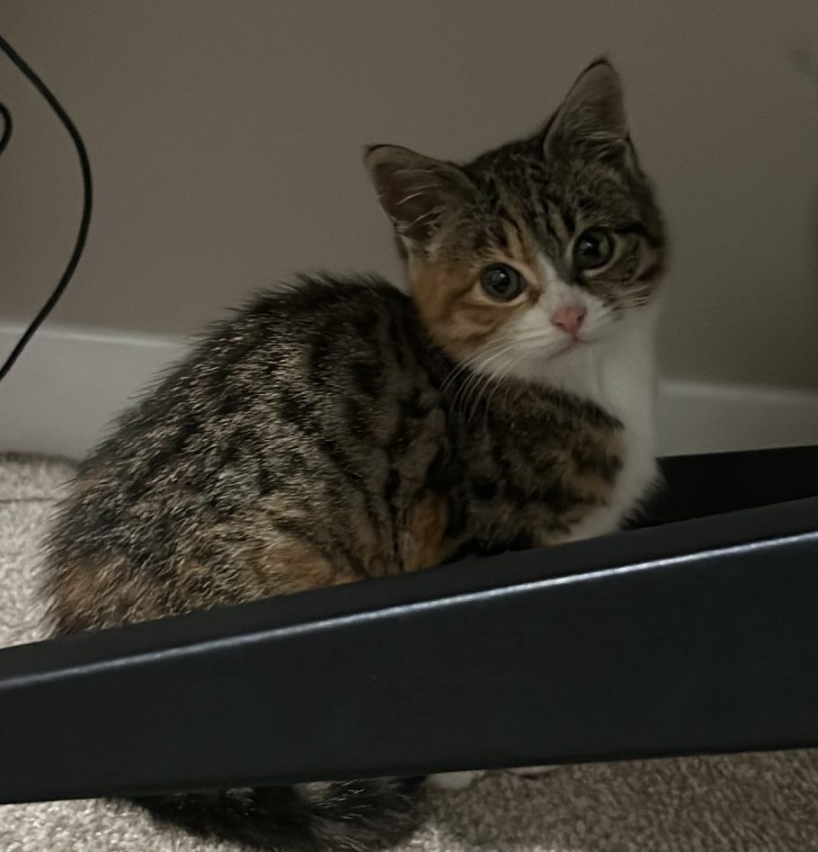 Pip- 9 Week Old Kitten