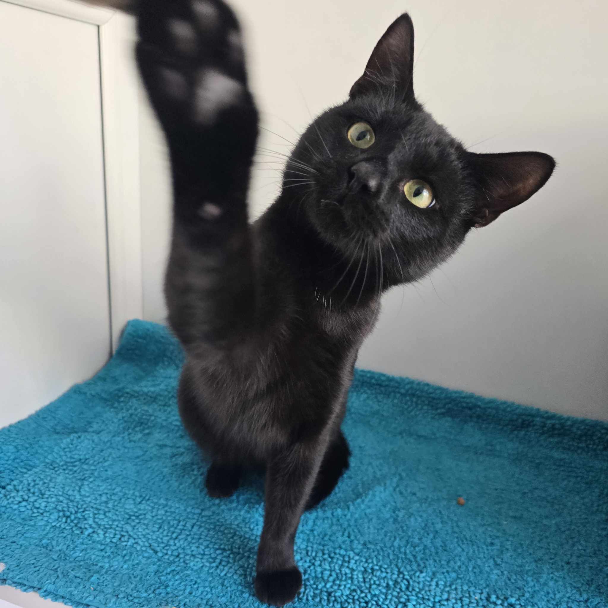 Midnight- 3 Year Old Male – RESERVED