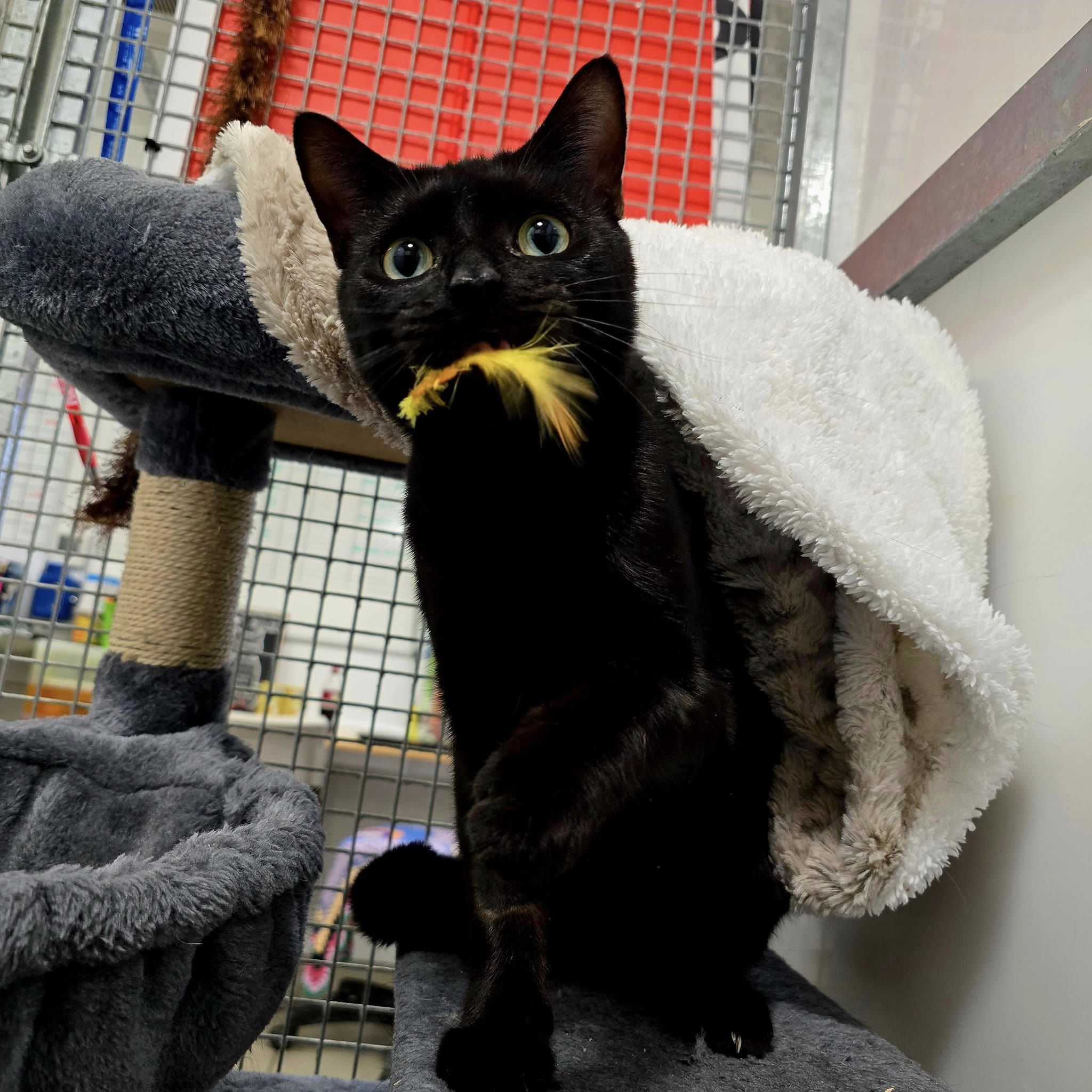 Buffy – 2 Year Old Female