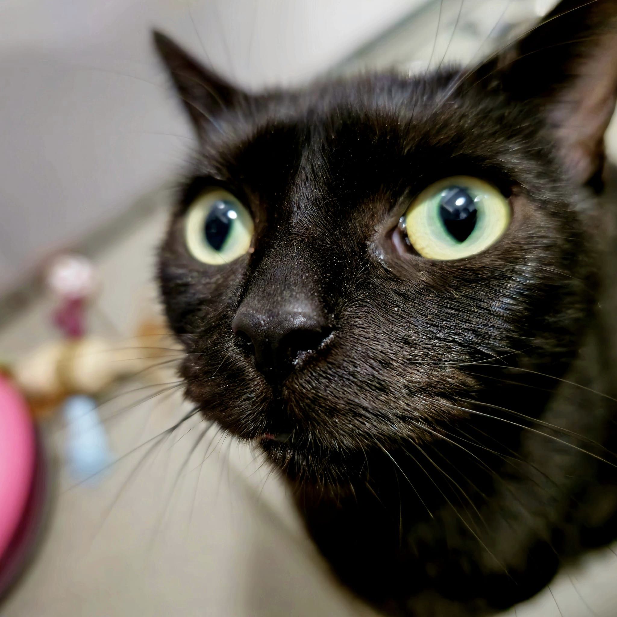 Buffy – 2 Year Old Female